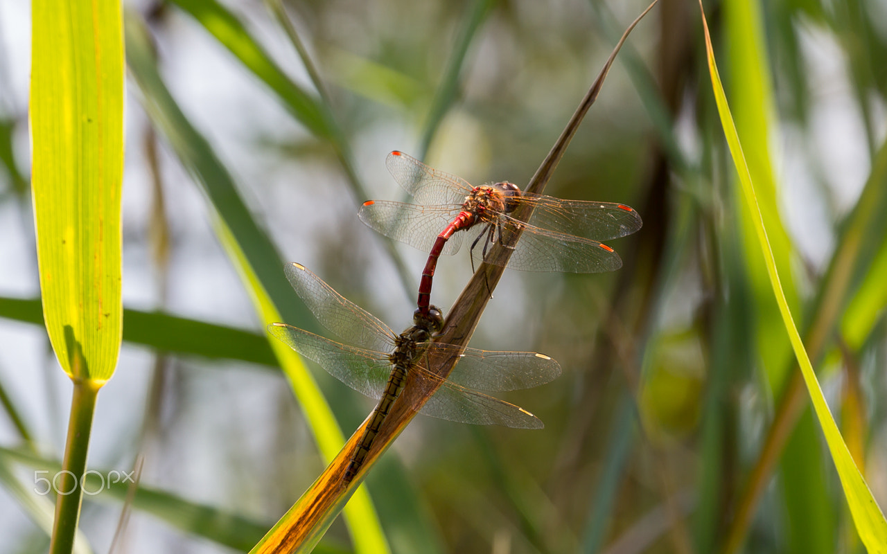 Canon EF 70-300mm F4-5.6L IS USM sample photo. Pairing of dragonflies photography