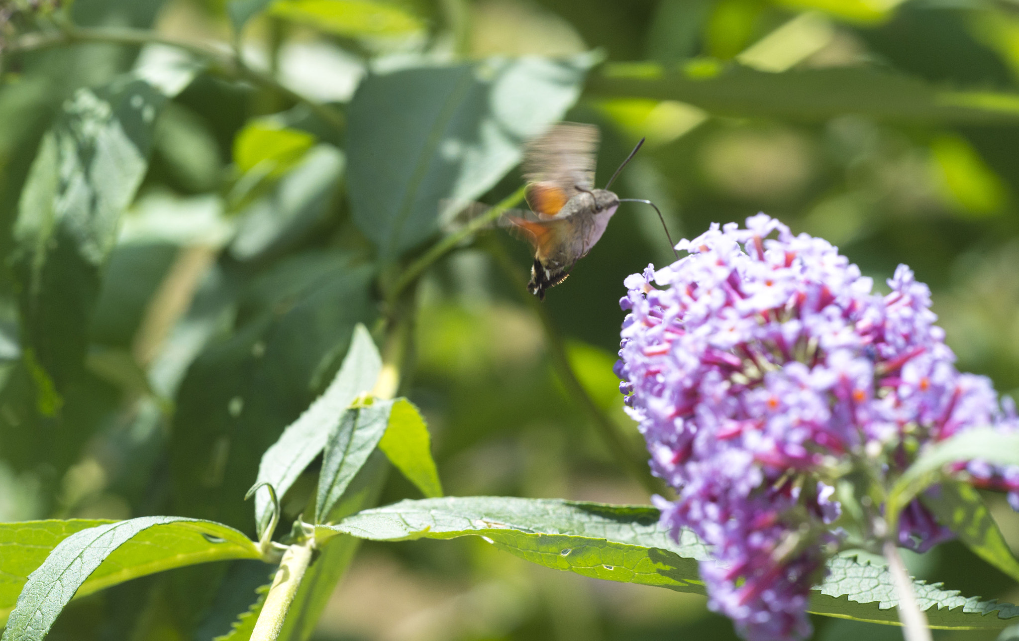 Sigma 150mm F2.8 EX DG Macro HSM sample photo