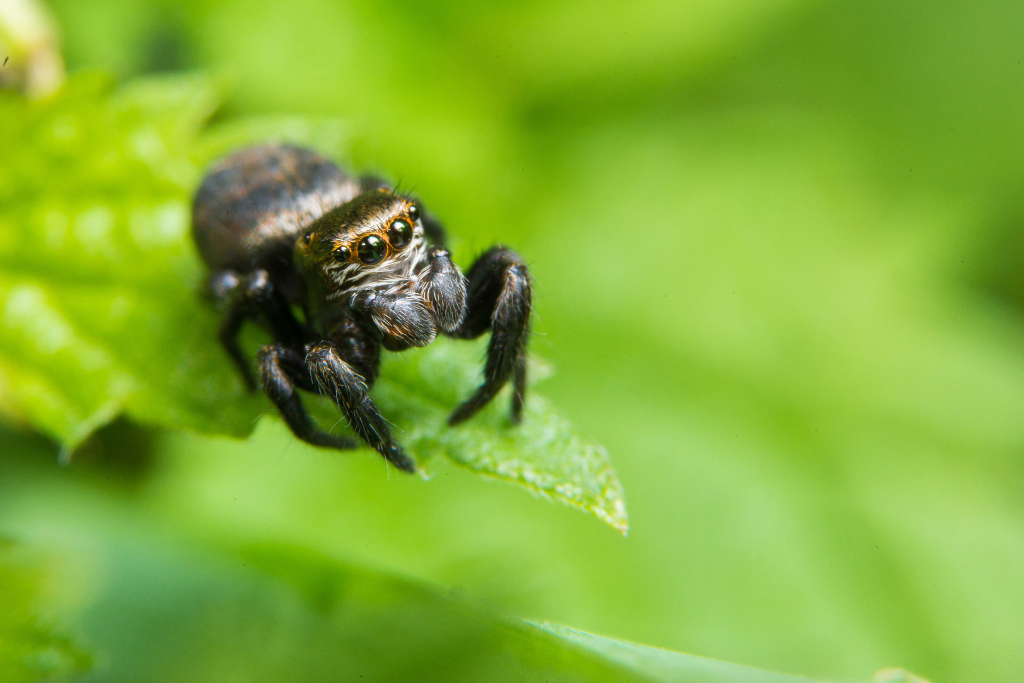 Sony a99 II + 90mm F2.8 Macro SSM sample photo. Jumping spider photography