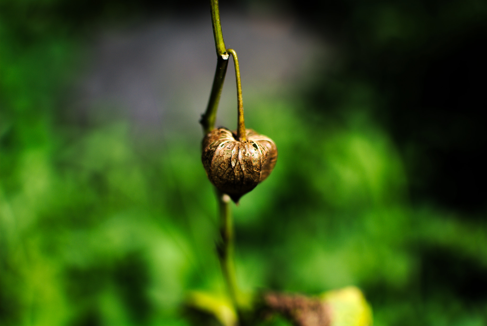 Nikon D40X + Nikon AF-S DX Nikkor 35mm F1.8G sample photo. Ground cherry photography