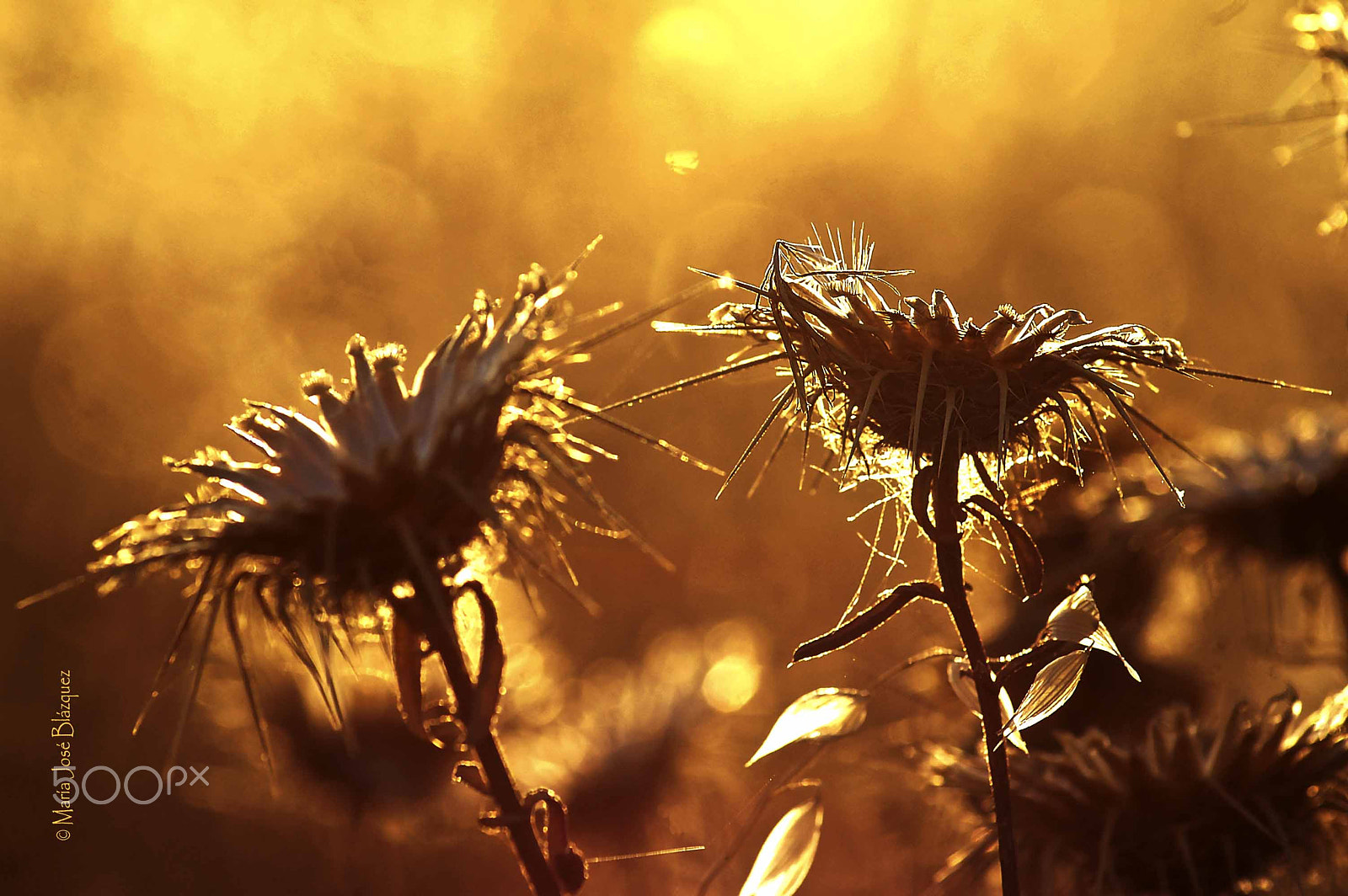Nikon D40 sample photo. Sunset between flowers photography