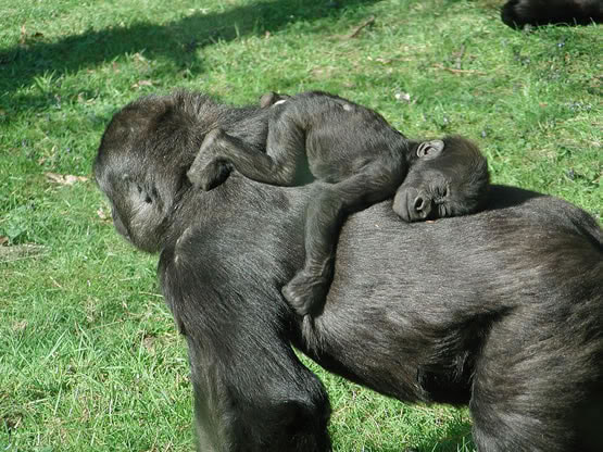baby gorilla