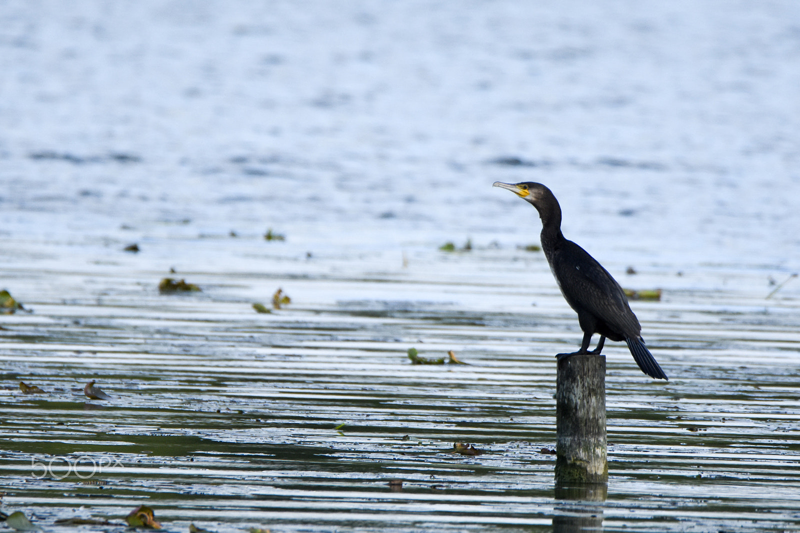Tamron SP 150-600mm F5-6.3 Di VC USD sample photo. Cormorant, phalacrocorax carbo, on a pole photography