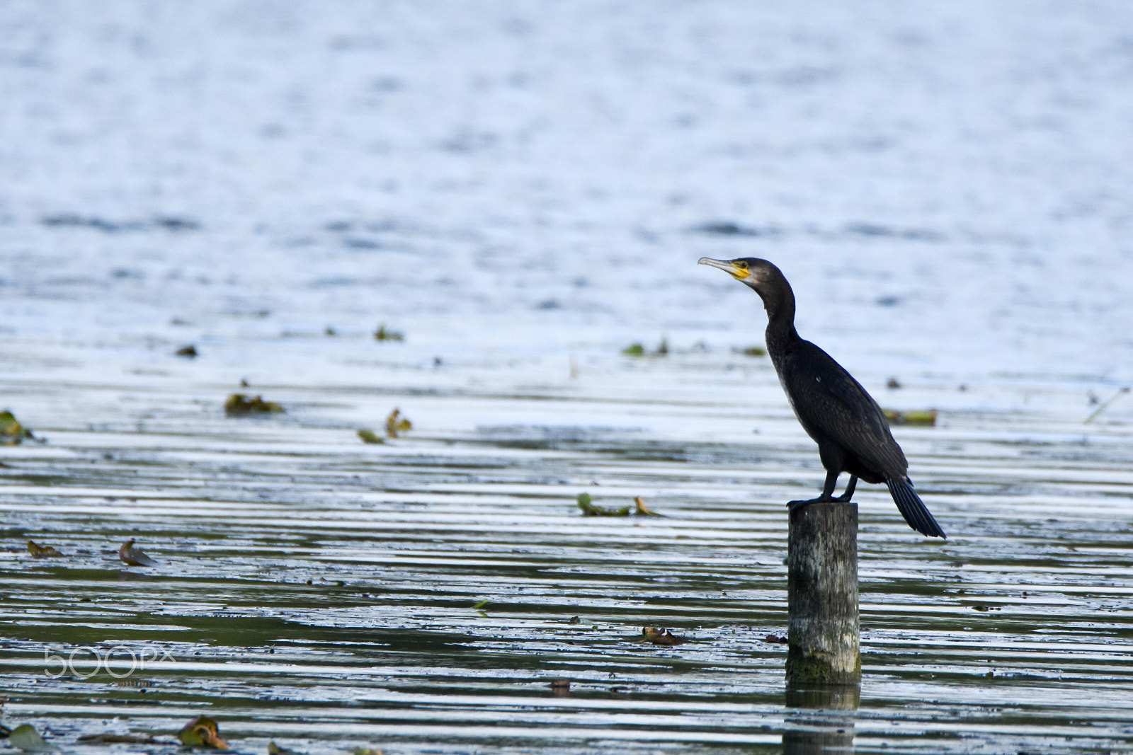 Nikon D7200 + Tamron SP 150-600mm F5-6.3 Di VC USD sample photo. Cormorant, phalacrocorax carbo, on a pole photography