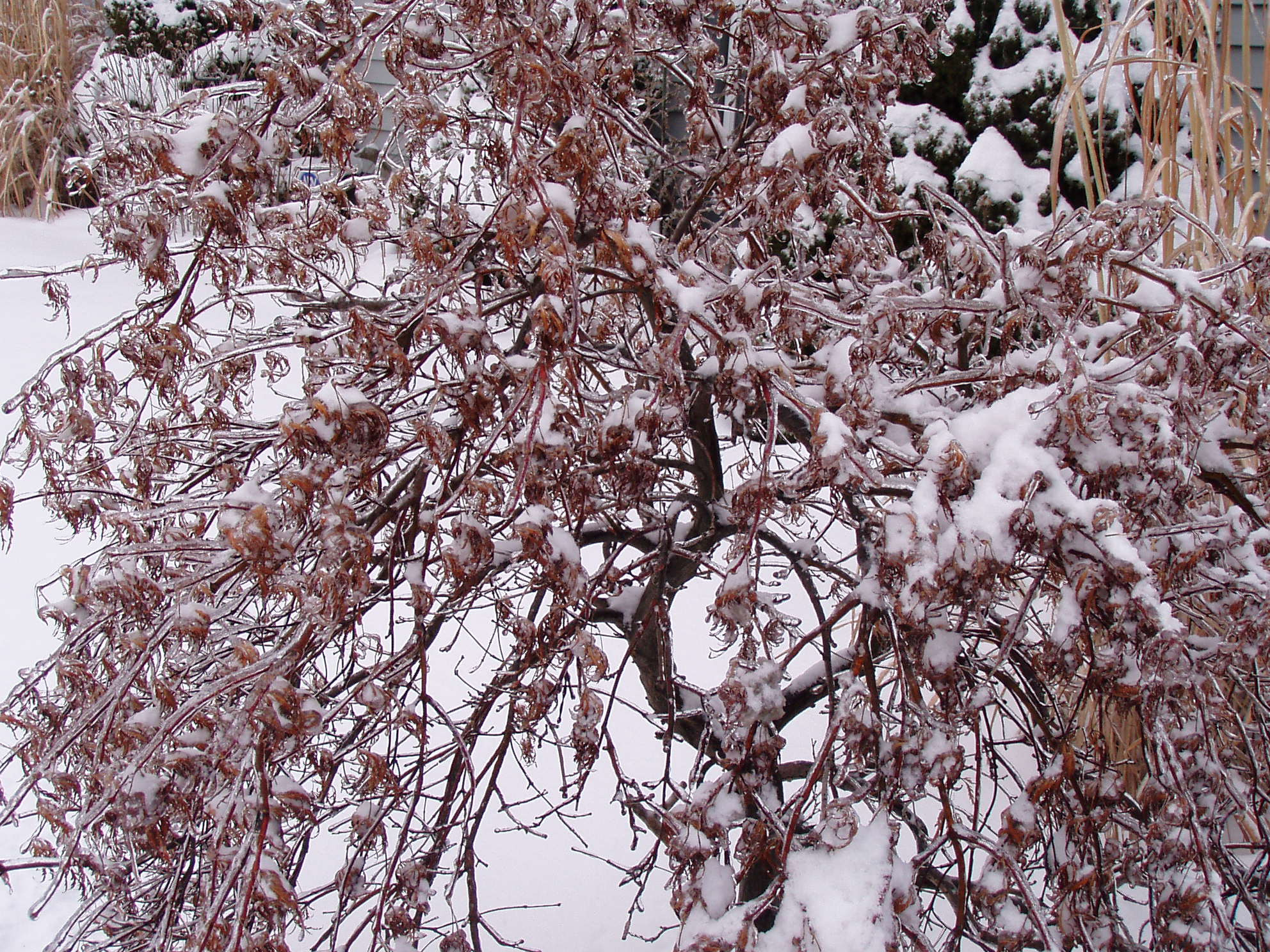 Olympus C725UZ sample photo. Lace leaf in winter photography