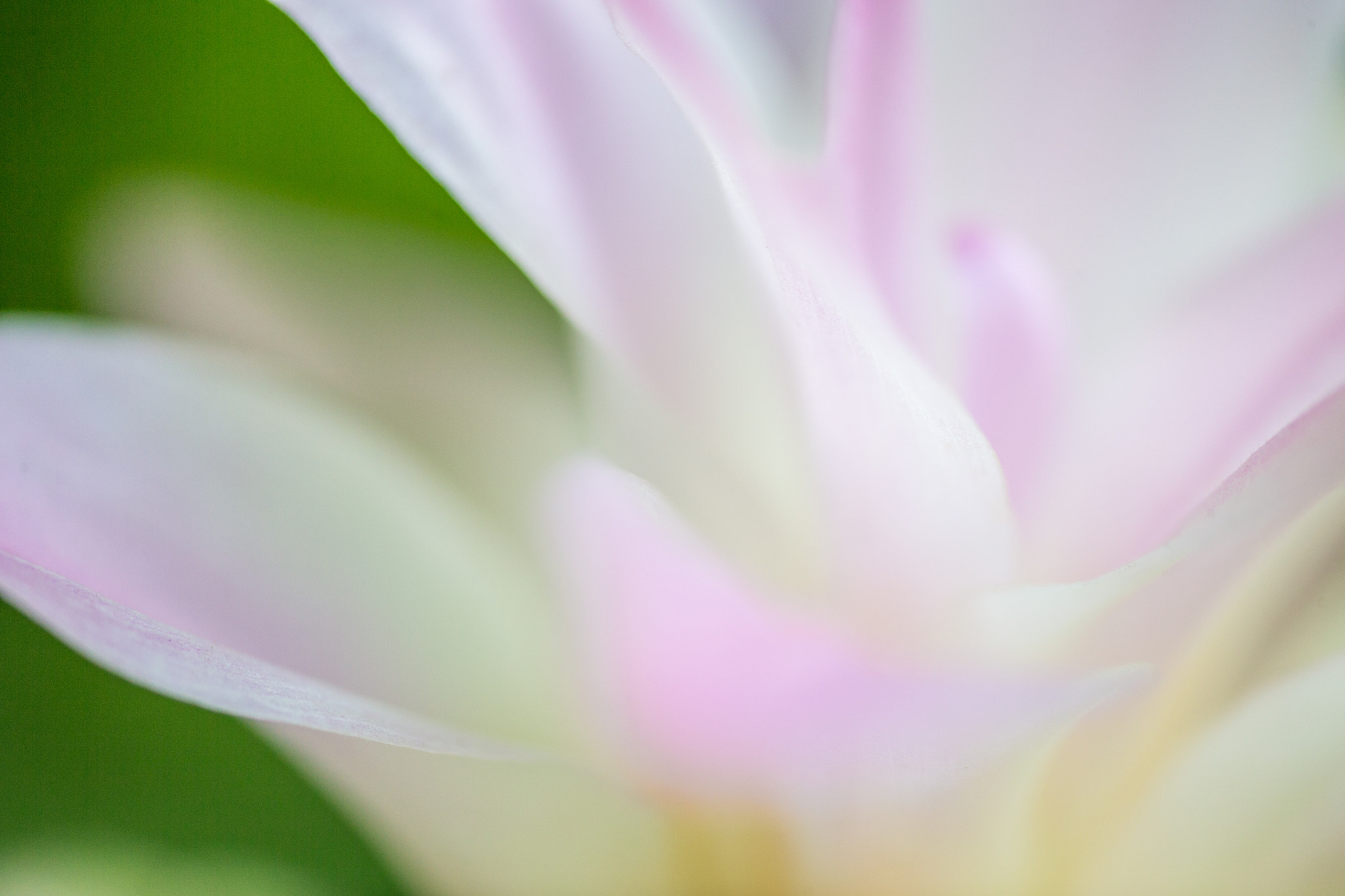 Canon EF 180mm F3.5L Macro USM sample photo. Flower photography