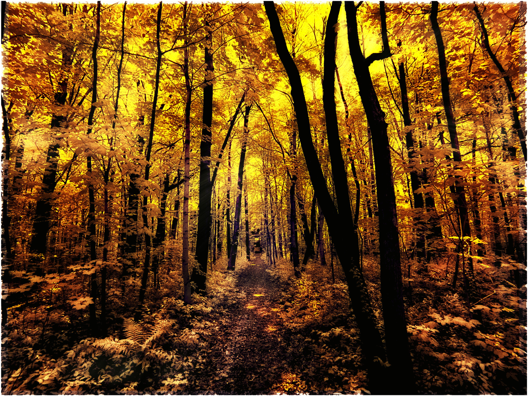 Panasonic Lumix DMC-GF1 sample photo. Autumn forest photography