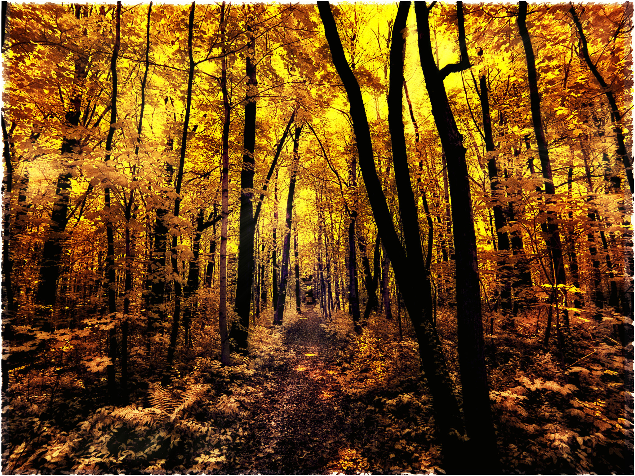 Panasonic Lumix DMC-GF1 + OLYMPUS M.9-18mm F4.0-5.6 sample photo. Autumn forest photography