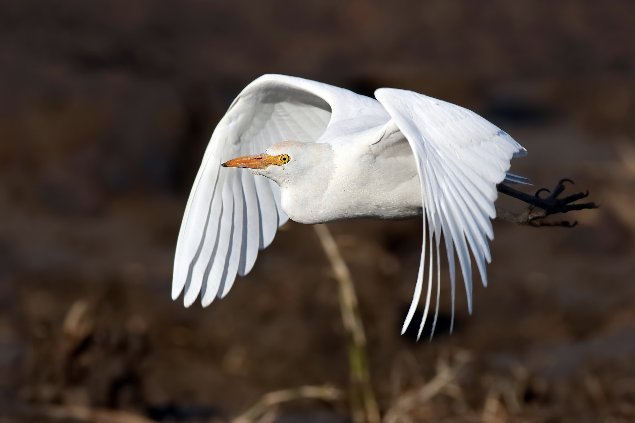 Canon EOS 7D Mark II + Canon EF 500mm f/4.5L sample photo. Cattle egrette photography