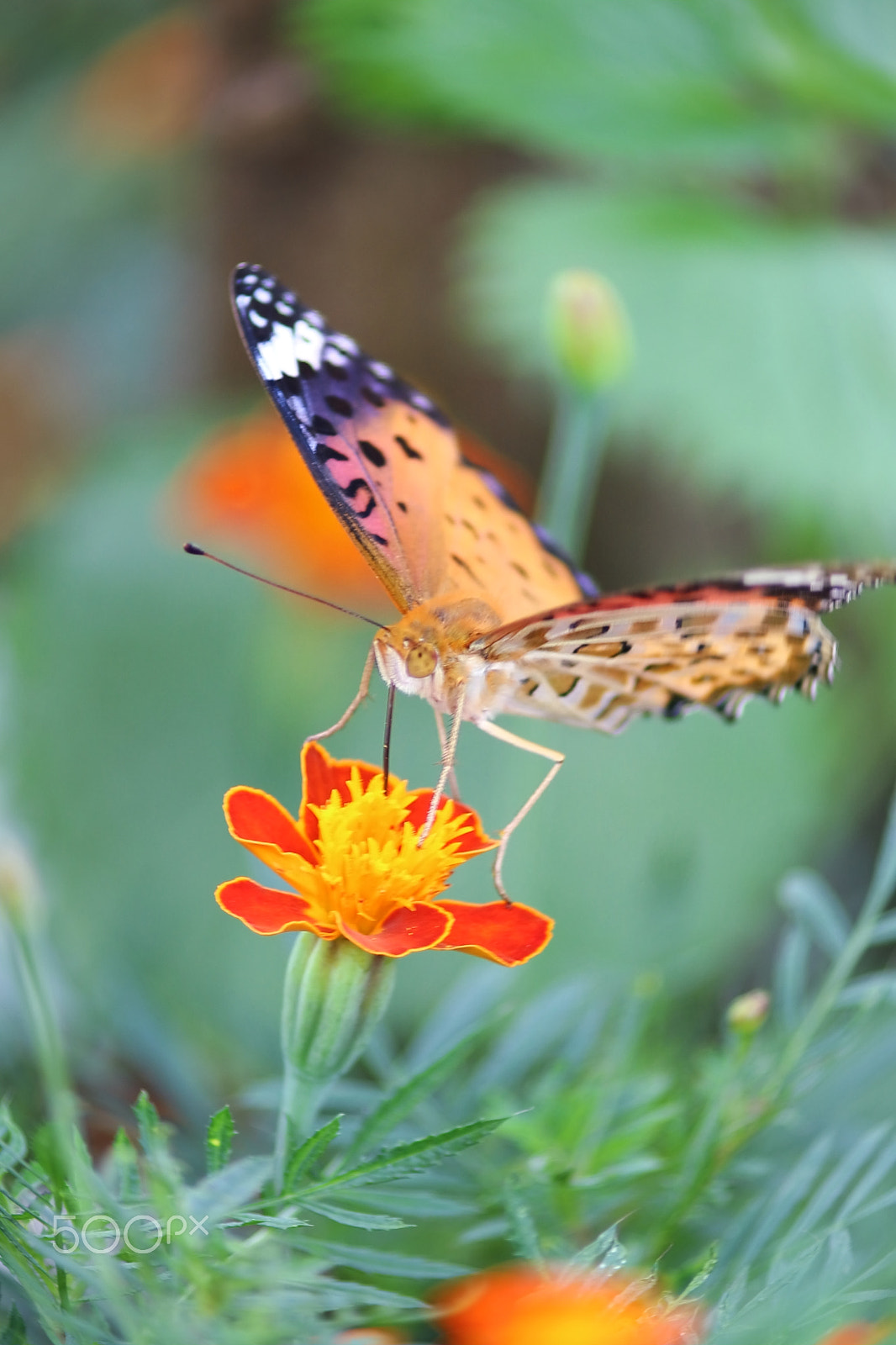 Canon EOS 100D (EOS Rebel SL1 / EOS Kiss X7) + Canon EF 200mm f/2.8L sample photo. Butterfly photography