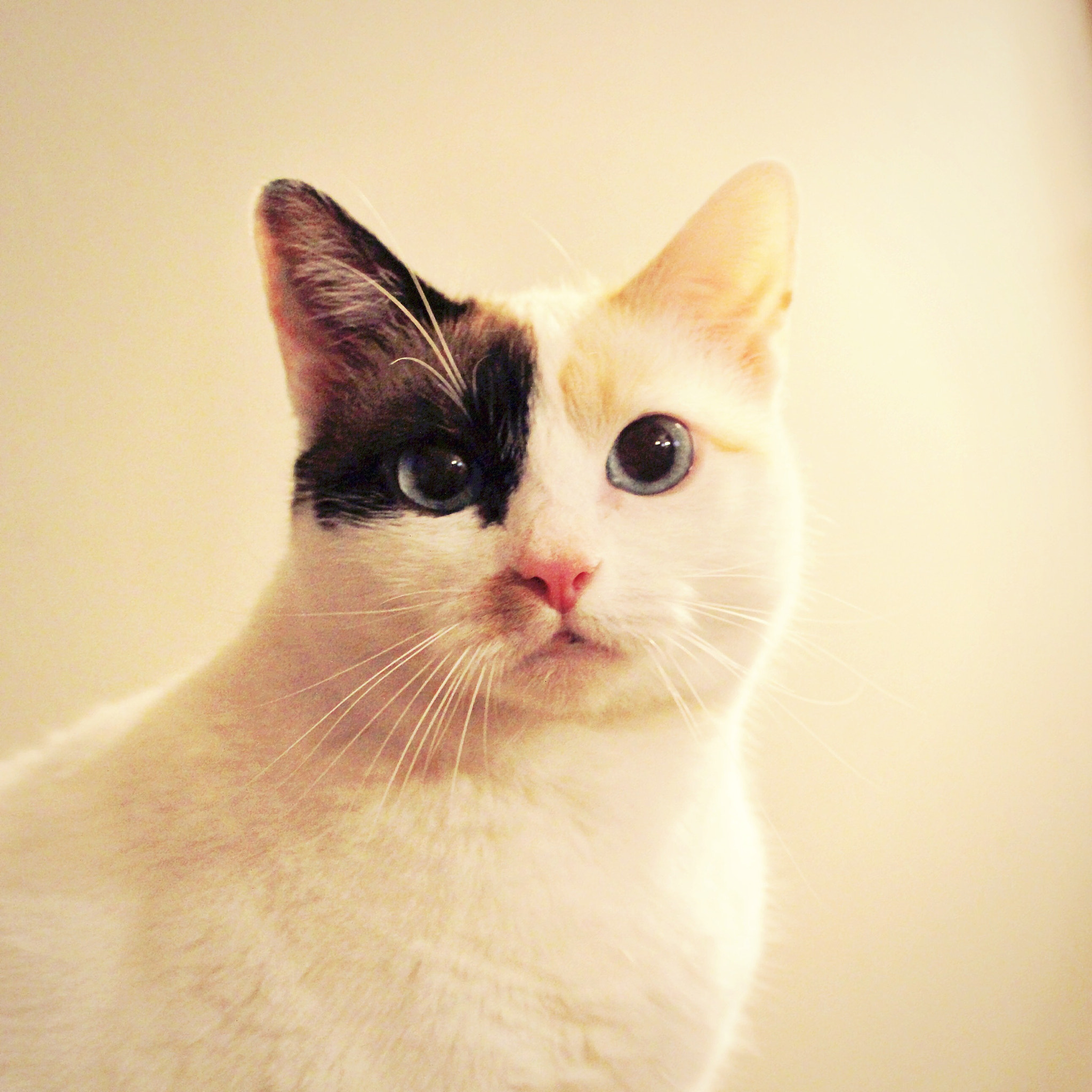 Canon EF-S 18-55mm F3.5-5.6 IS II sample photo. Lily photography