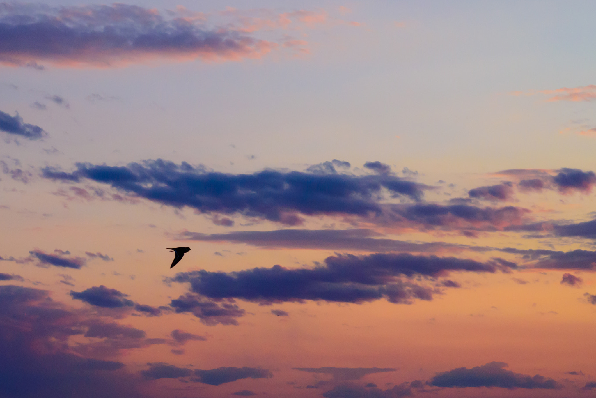 Nikon D750 + AF Micro-Nikkor 60mm f/2.8 sample photo. Bird in flight photography