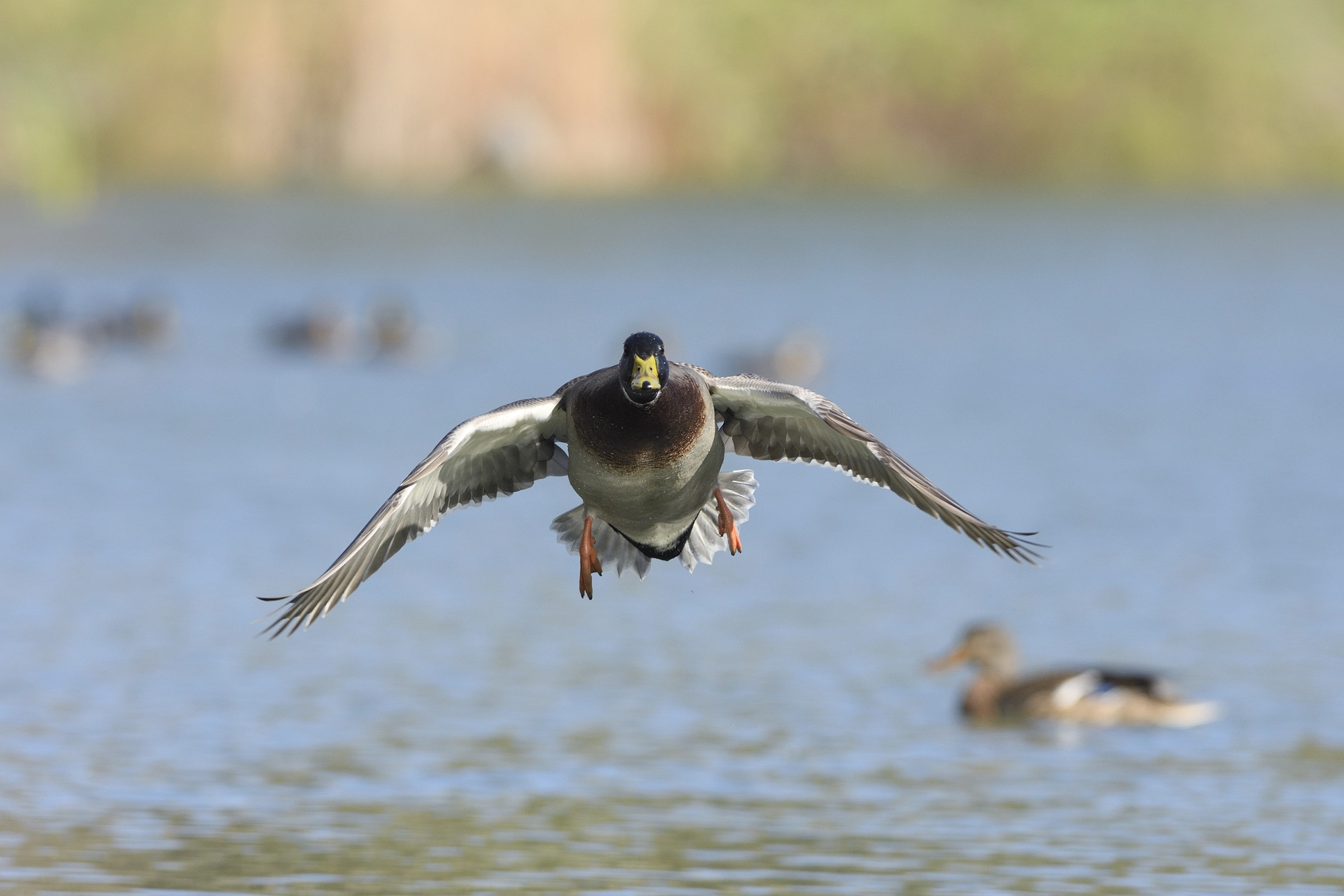 Nikon AF-S Nikkor 300mm F2.8G ED-IF VR sample photo. Mallard drake on approach. photography