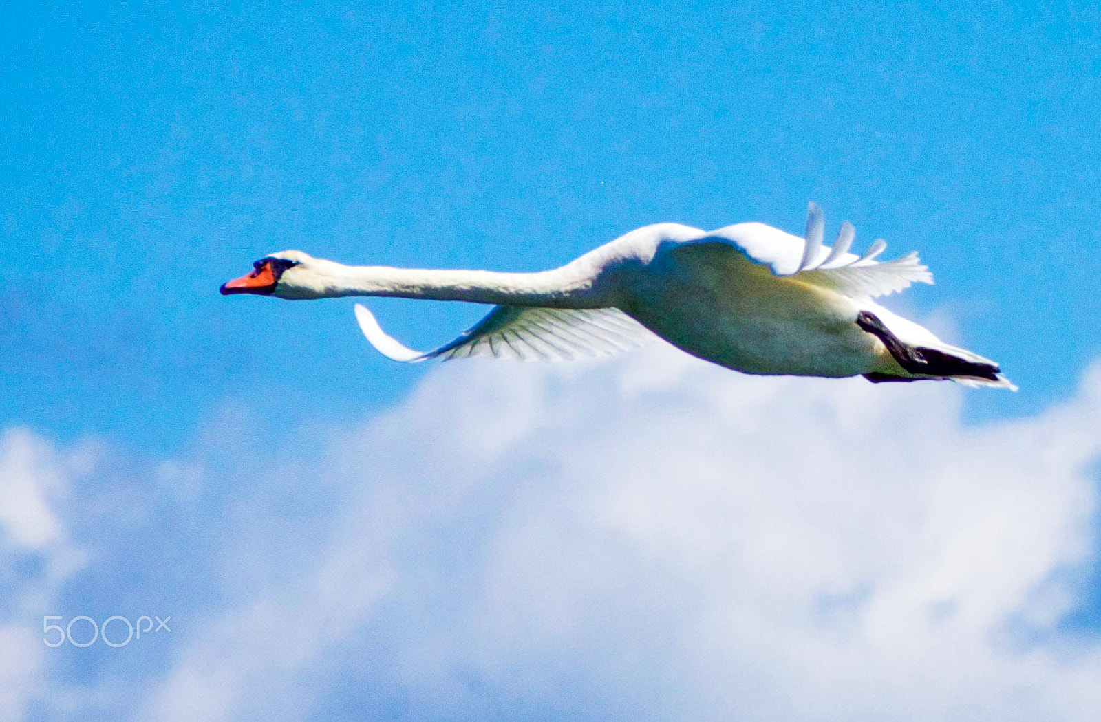 Sigma 18-250mm F3.5-6.3 DC OS HSM sample photo. Swan on a cloud photography