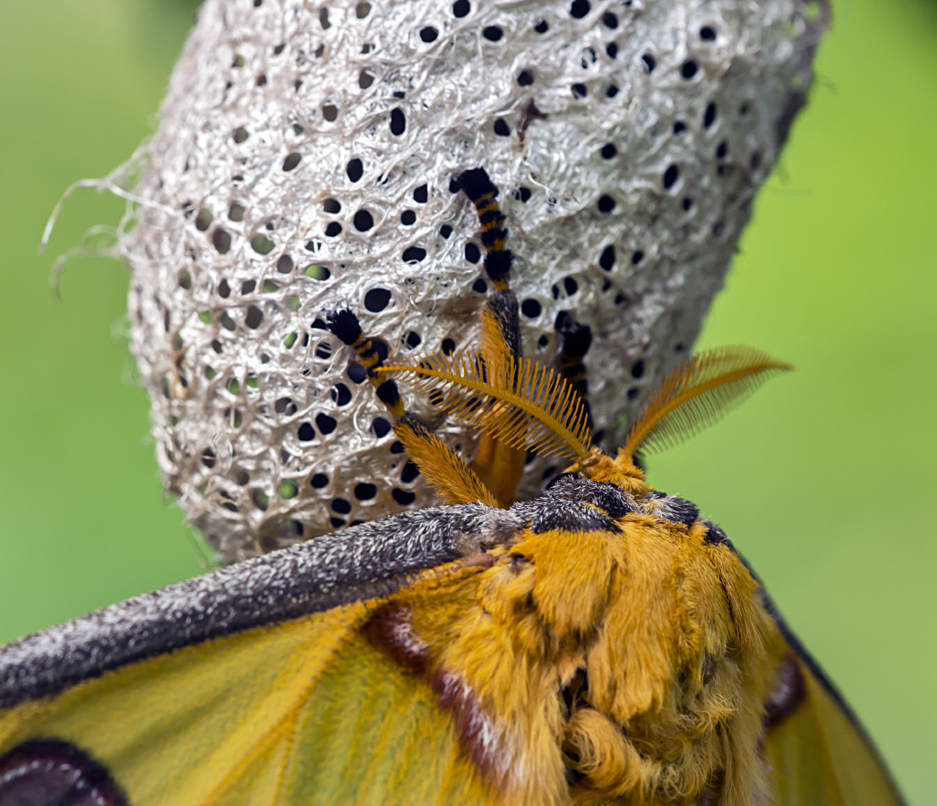 Sigma APO Macro 150mm f/2.8 EX DG HSM sample photo. Comet moth - antenna and cocoon details photography