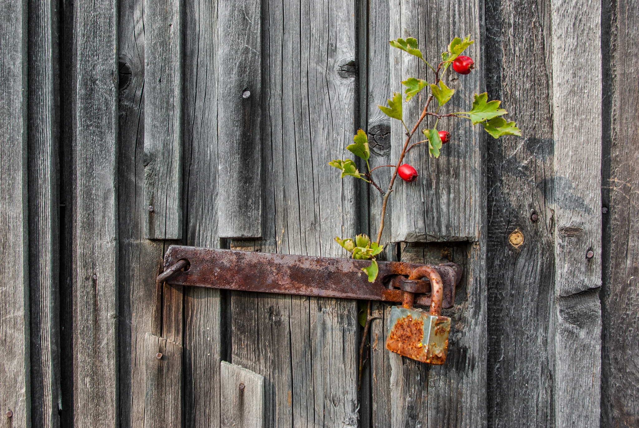 Pentax smc DA 18-55mm F3.5-5.6 ED AL II (IF) sample photo. Old wood door with padlock photography