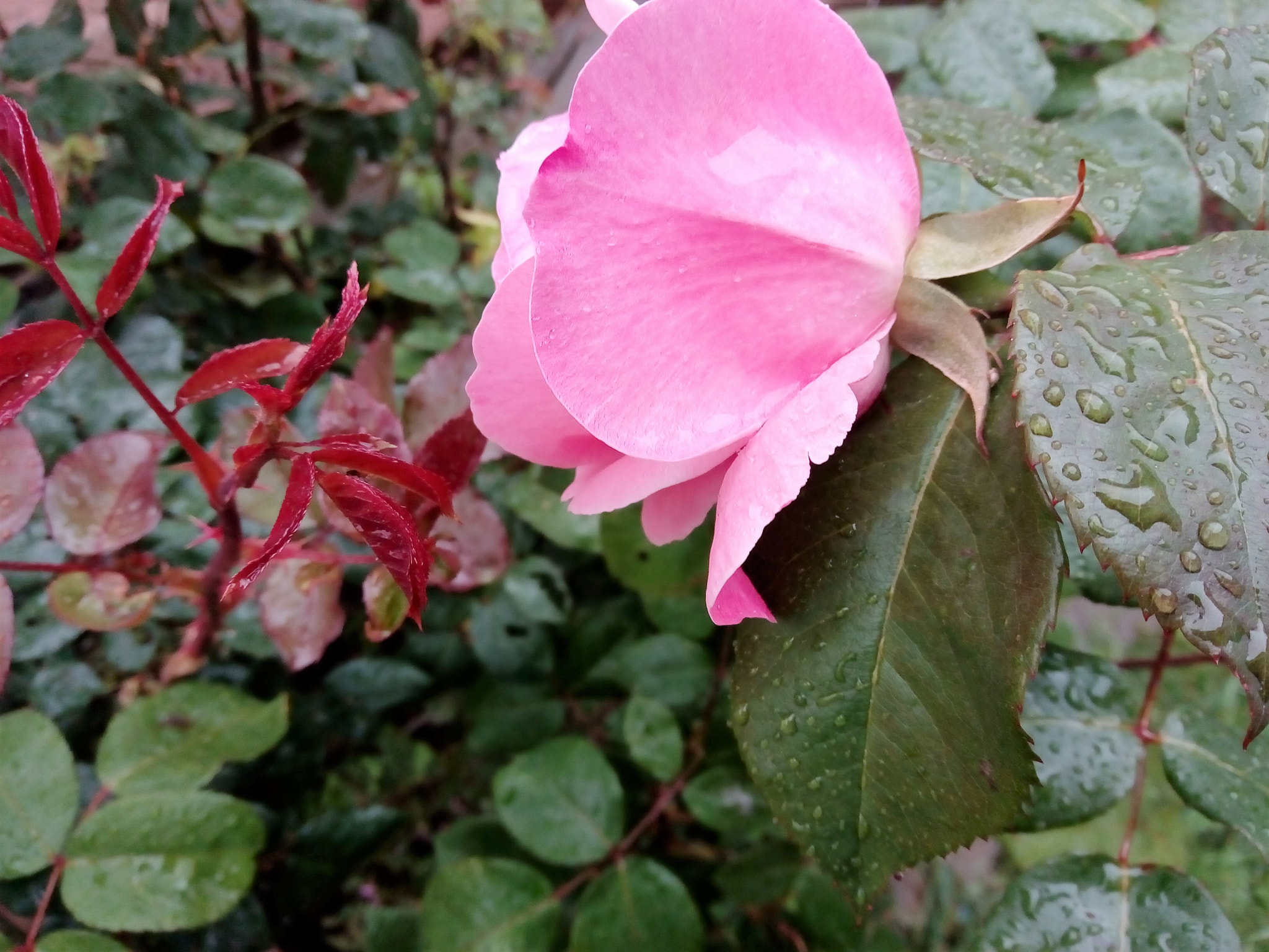 ZTE BLADE V580 sample photo. Pink day photography
