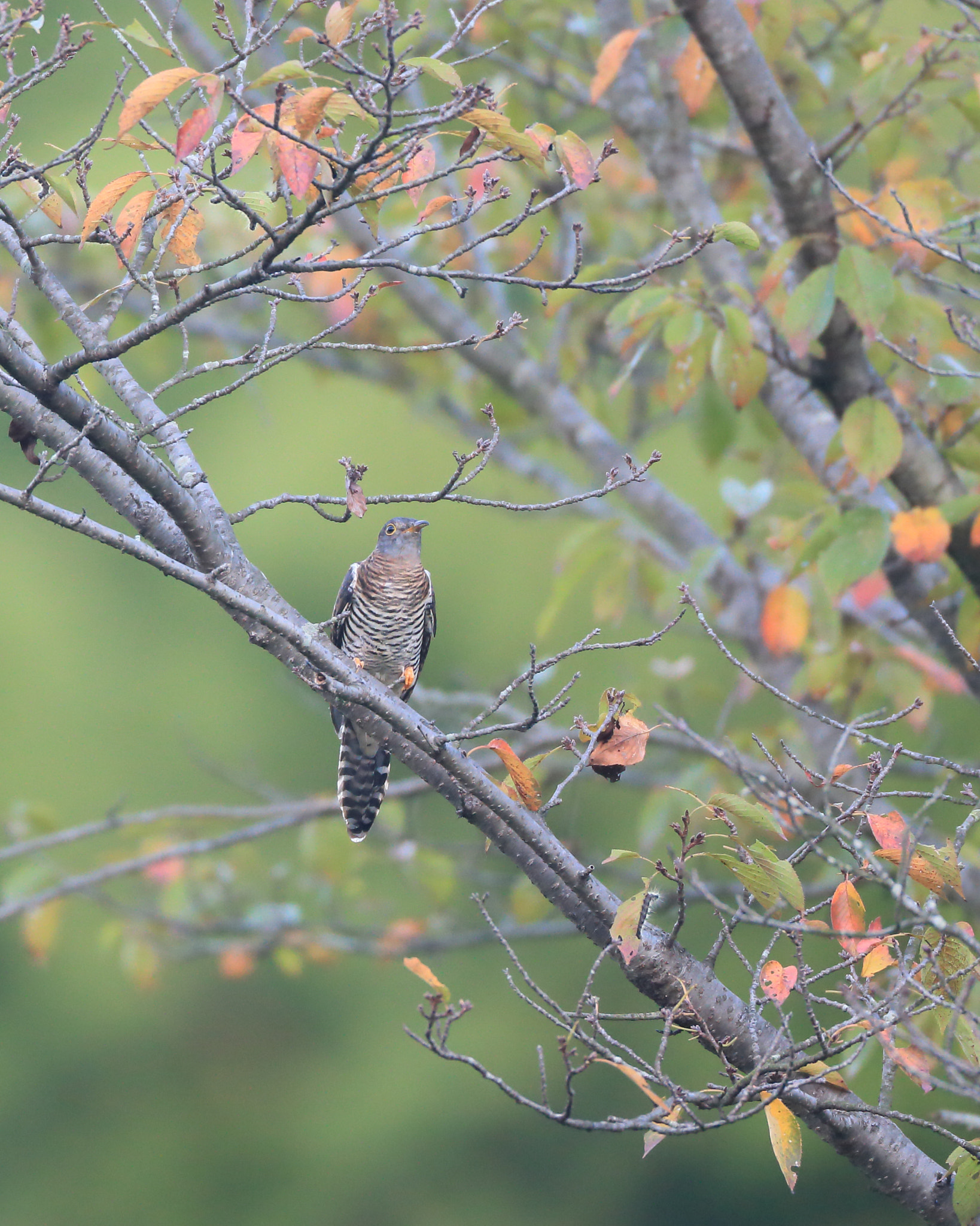 Canon EF 800mm F5.6L IS USM sample photo. ツツドリ　himarayan cuckoo red - photography
