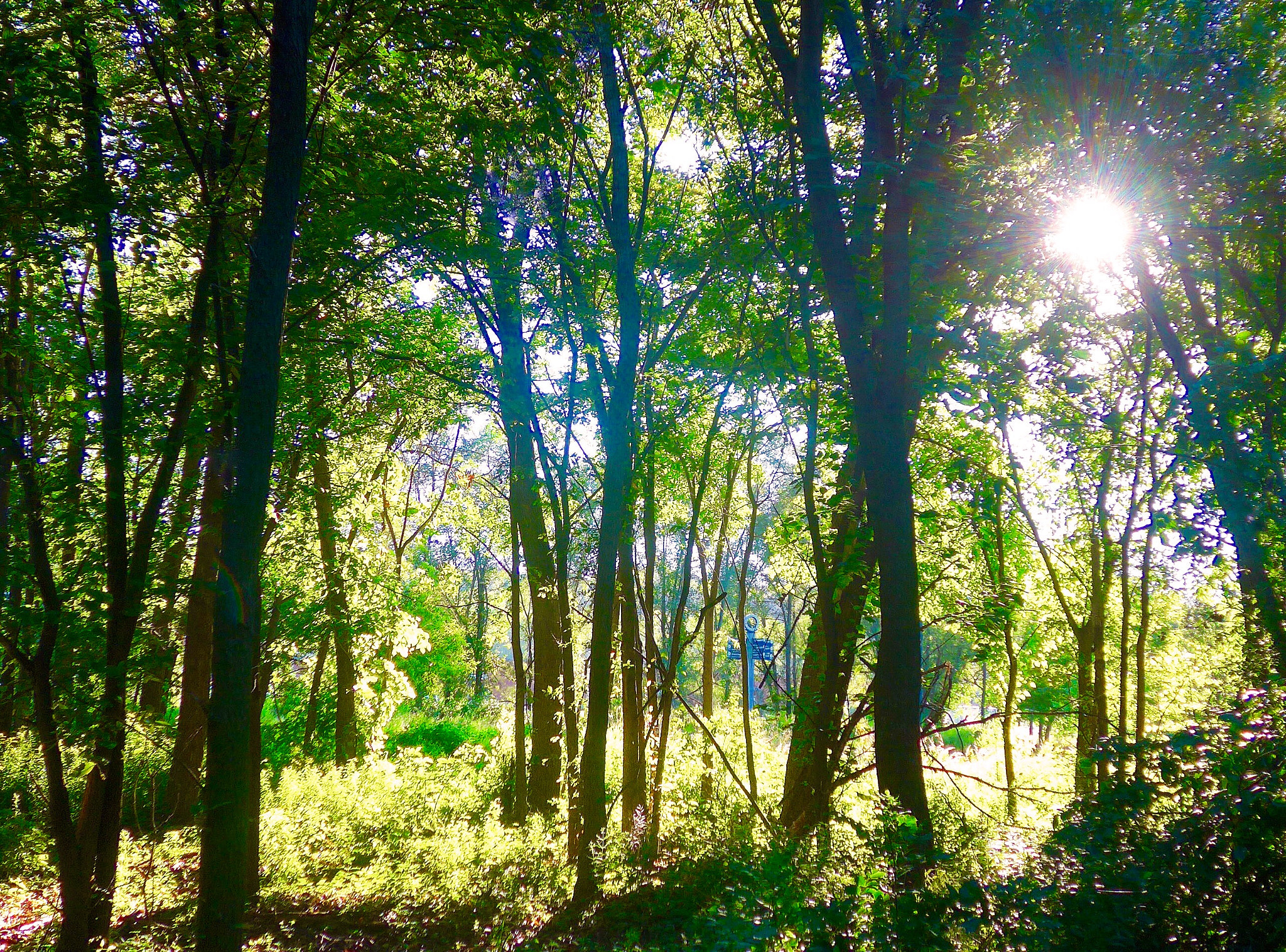 Leica C (Typ 112) sample photo. Morning  light photography