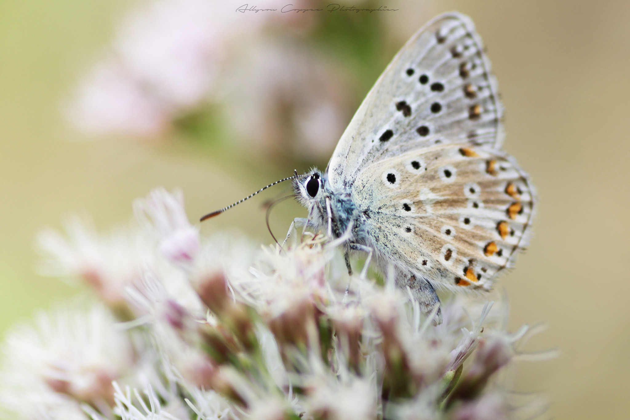 Canon EOS 700D (EOS Rebel T5i / EOS Kiss X7i) + Tamron SP AF 90mm F2.8 Di Macro sample photo. Papayoune photography