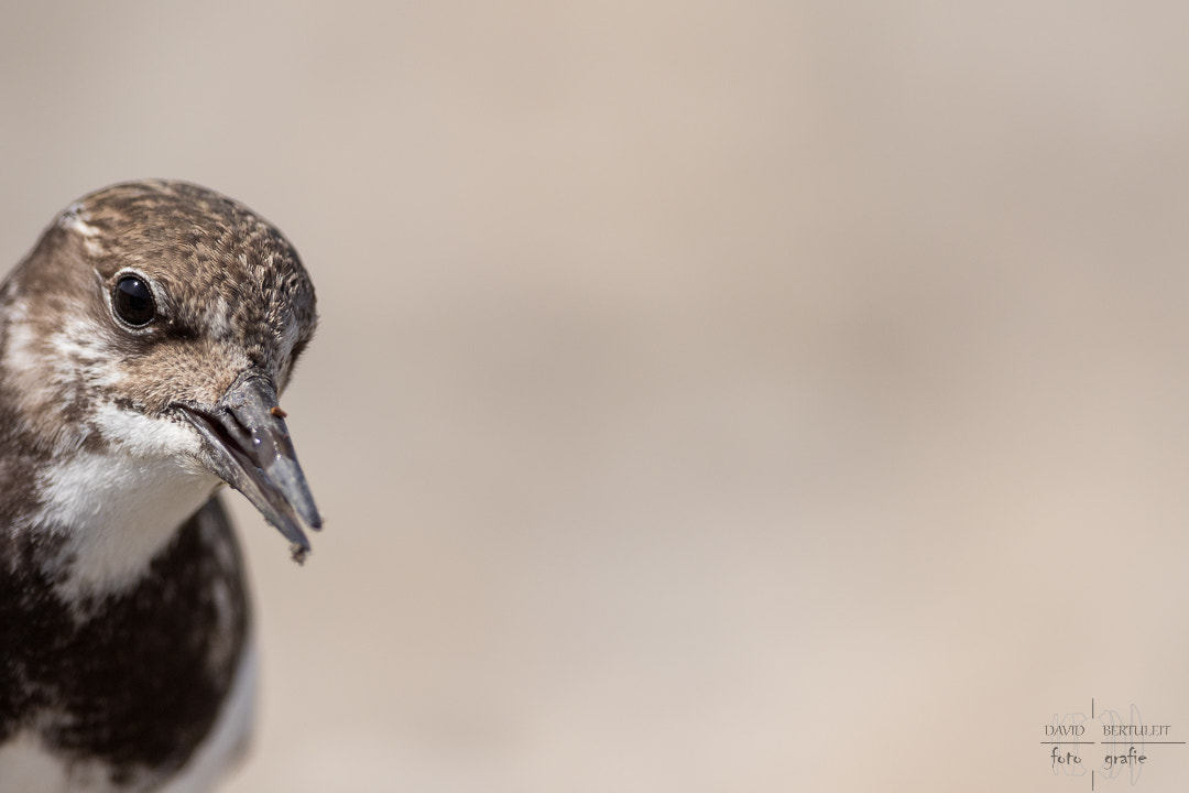 Canon EF 300mm F2.8L IS II USM sample photo. Close photography