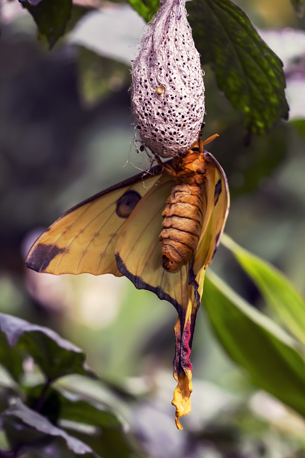 Sigma APO Macro 150mm f/2.8 EX DG HSM sample photo. Comet moth photography