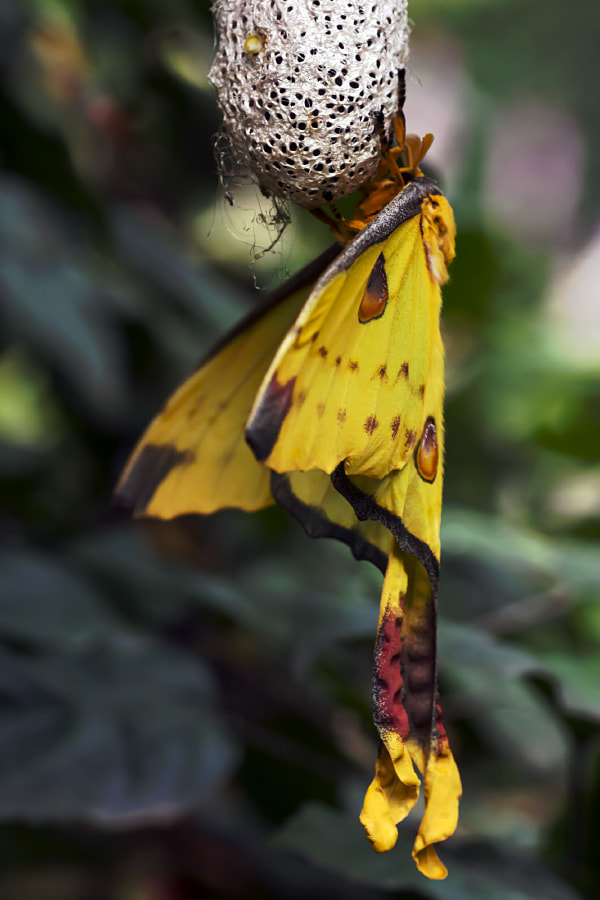 Sigma APO Macro 150mm f/2.8 EX DG HSM sample photo. Comet moth photography