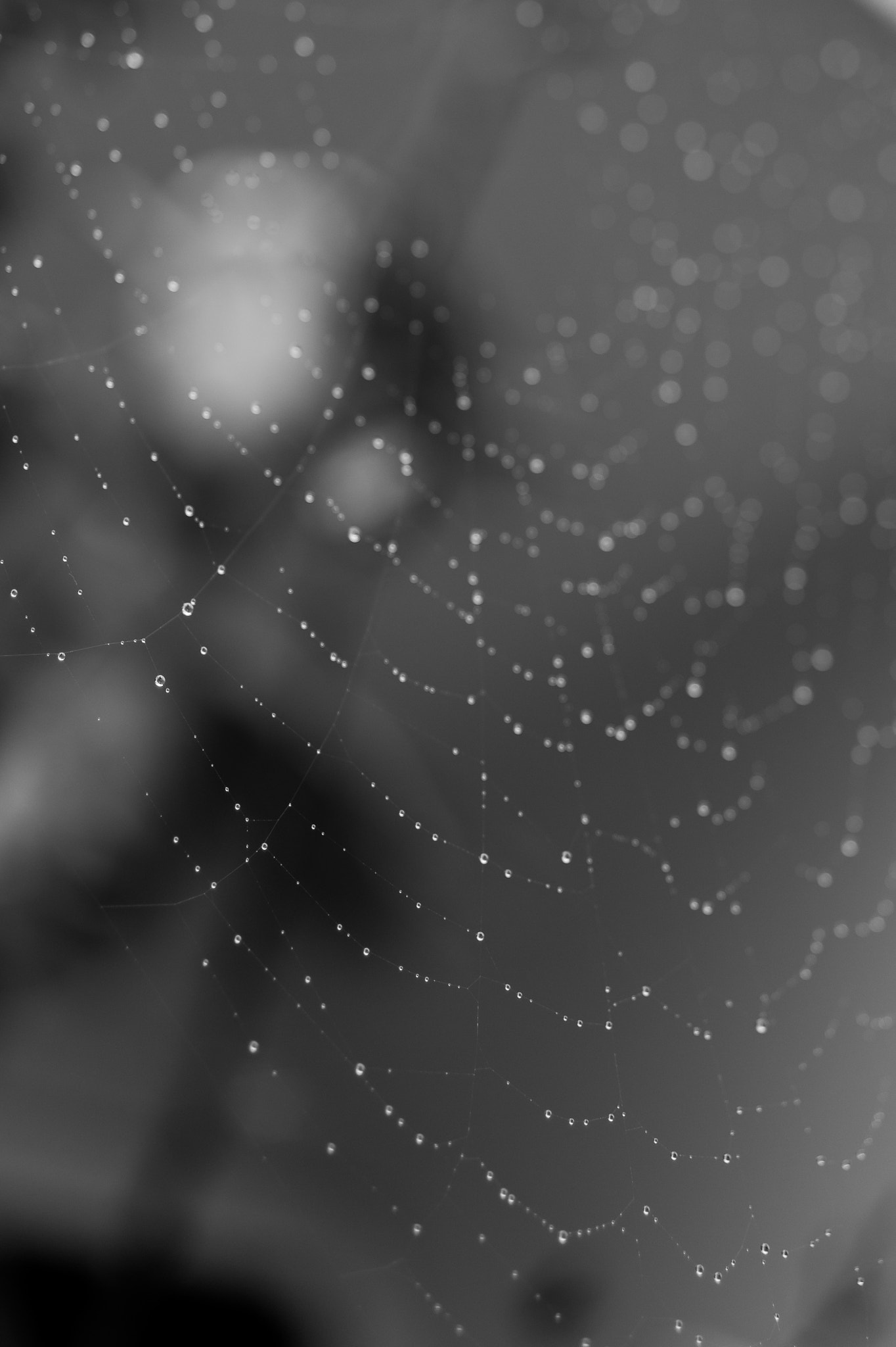 E 50mm F1.8 OSS sample photo. Spiderweb photography