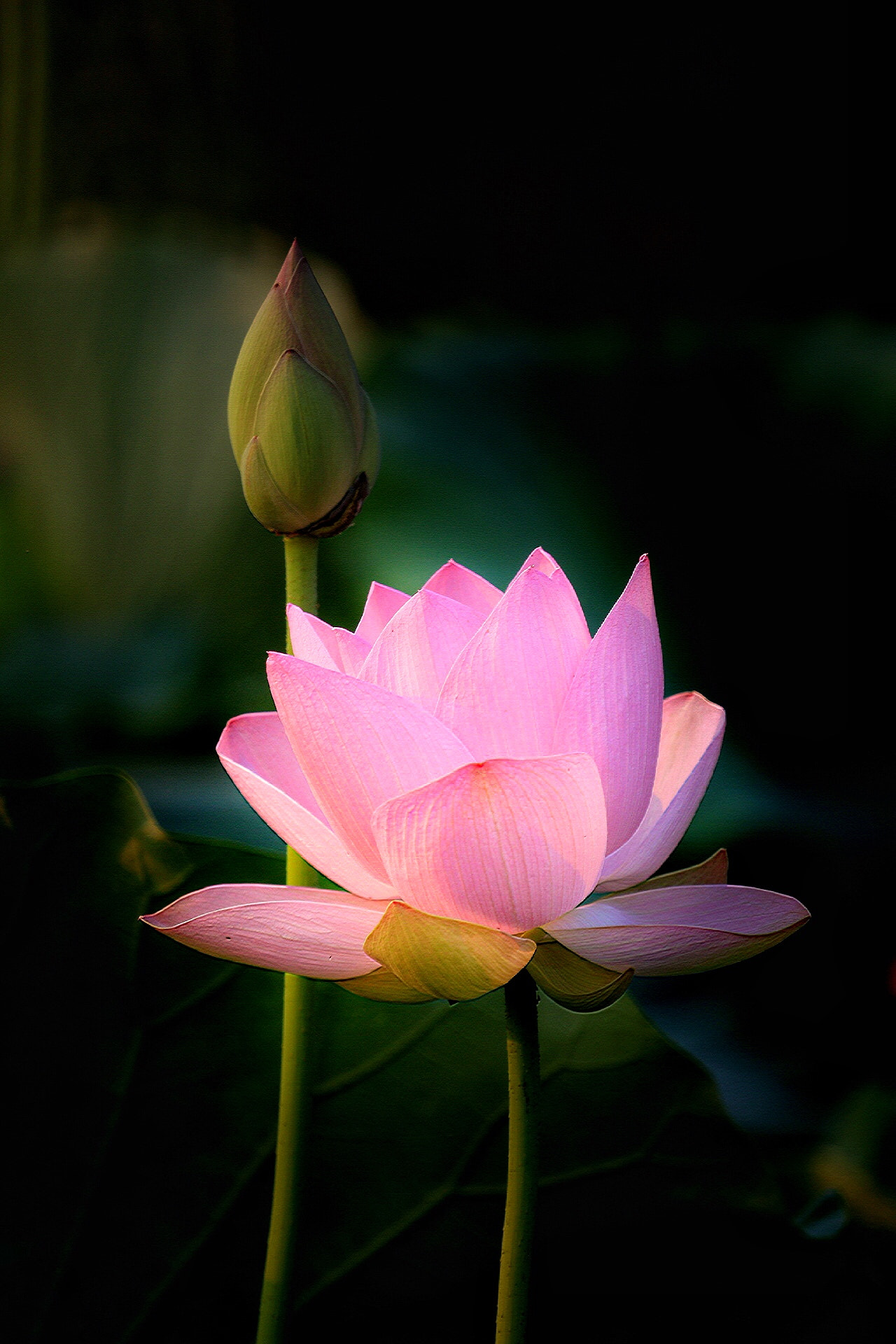 Canon EF 70-200mm F4L USM sample photo