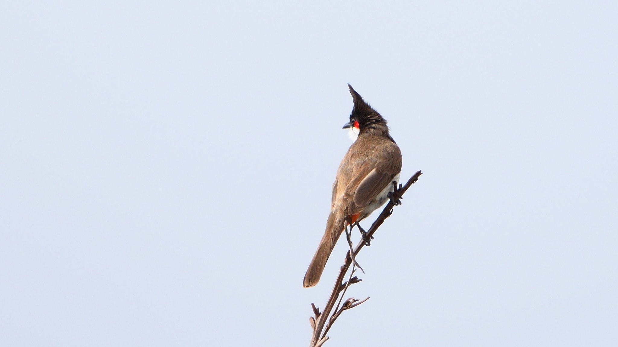 Nikon AF-S Nikkor 200-500mm F5.6E ED VR sample photo. Bulbul photography