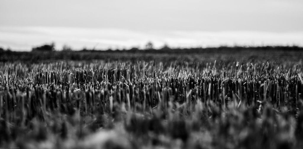 Canon EF 35-80mm f/4-5.6 sample photo. Stubble bw photography
