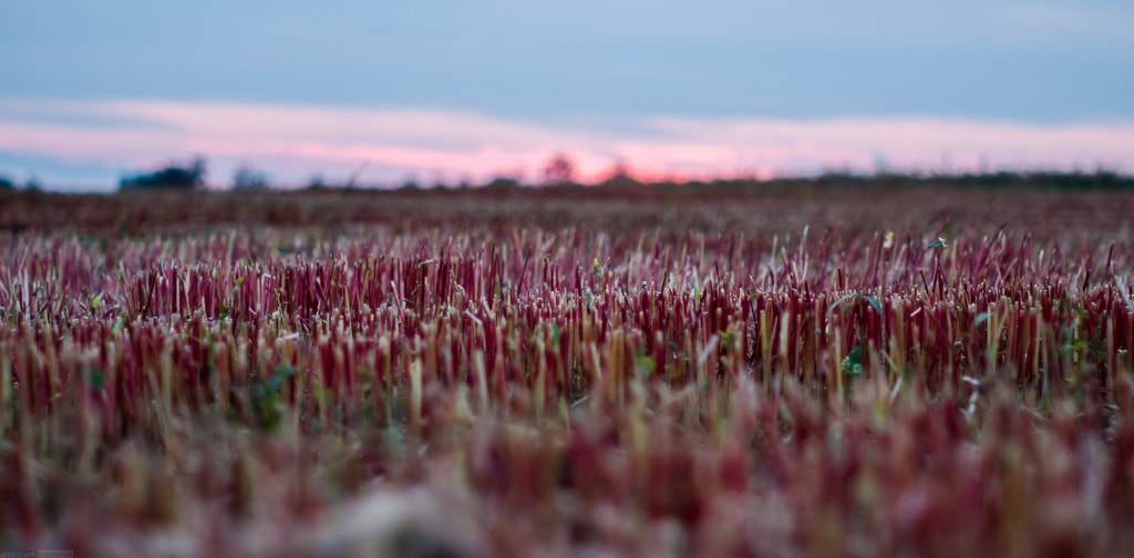Canon EF 35-80mm f/4-5.6 sample photo. Stubble photography