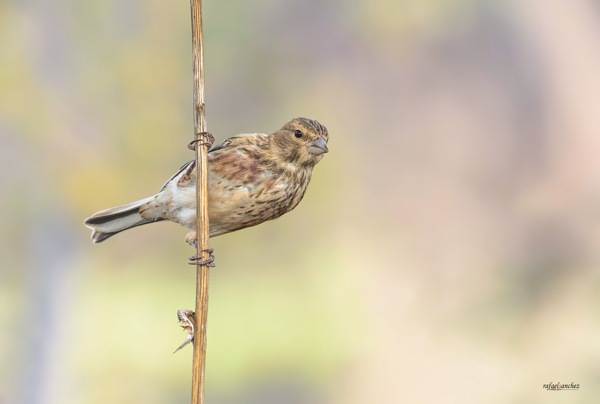 Canon EOS 7D Mark II + Canon EF 300mm F2.8L IS USM sample photo. Pardillo - common linnet photography