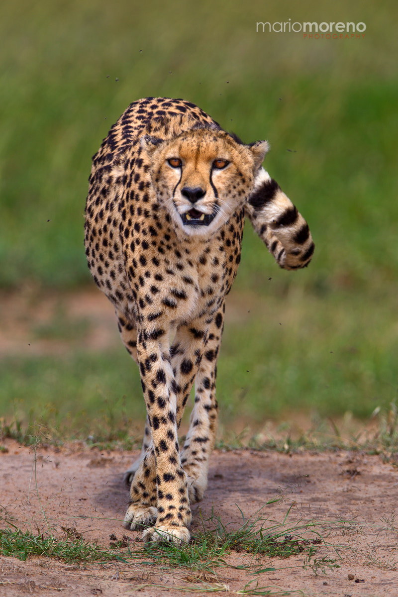 Canon EF 300mm F2.8L IS USM sample photo. Fly swatting cheetah photography