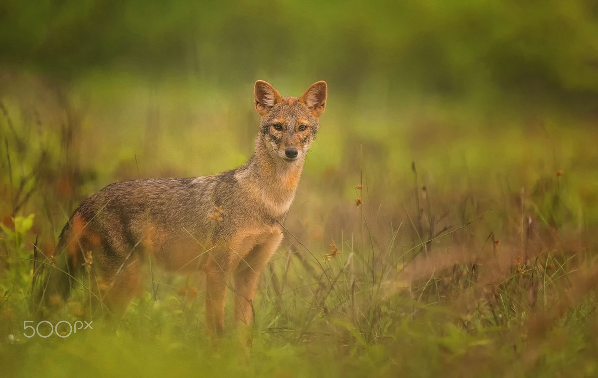 Nikon D800 + Sigma 500mm F4.5 EX DG HSM sample photo. Indian jackal photography