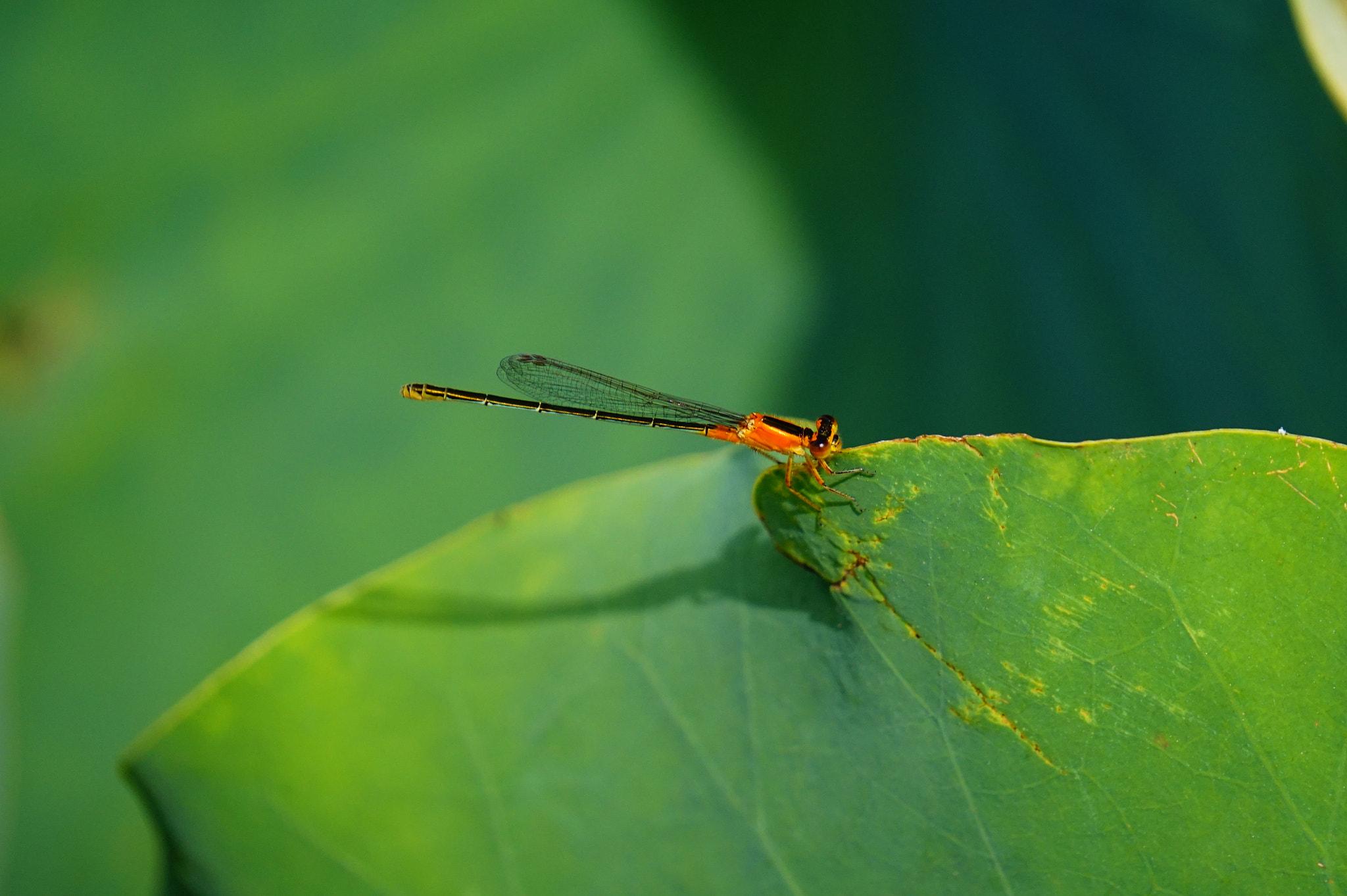 Sony E 55-210mm F4.5-6.3 OSS sample photo. 蜻蛉。 photography