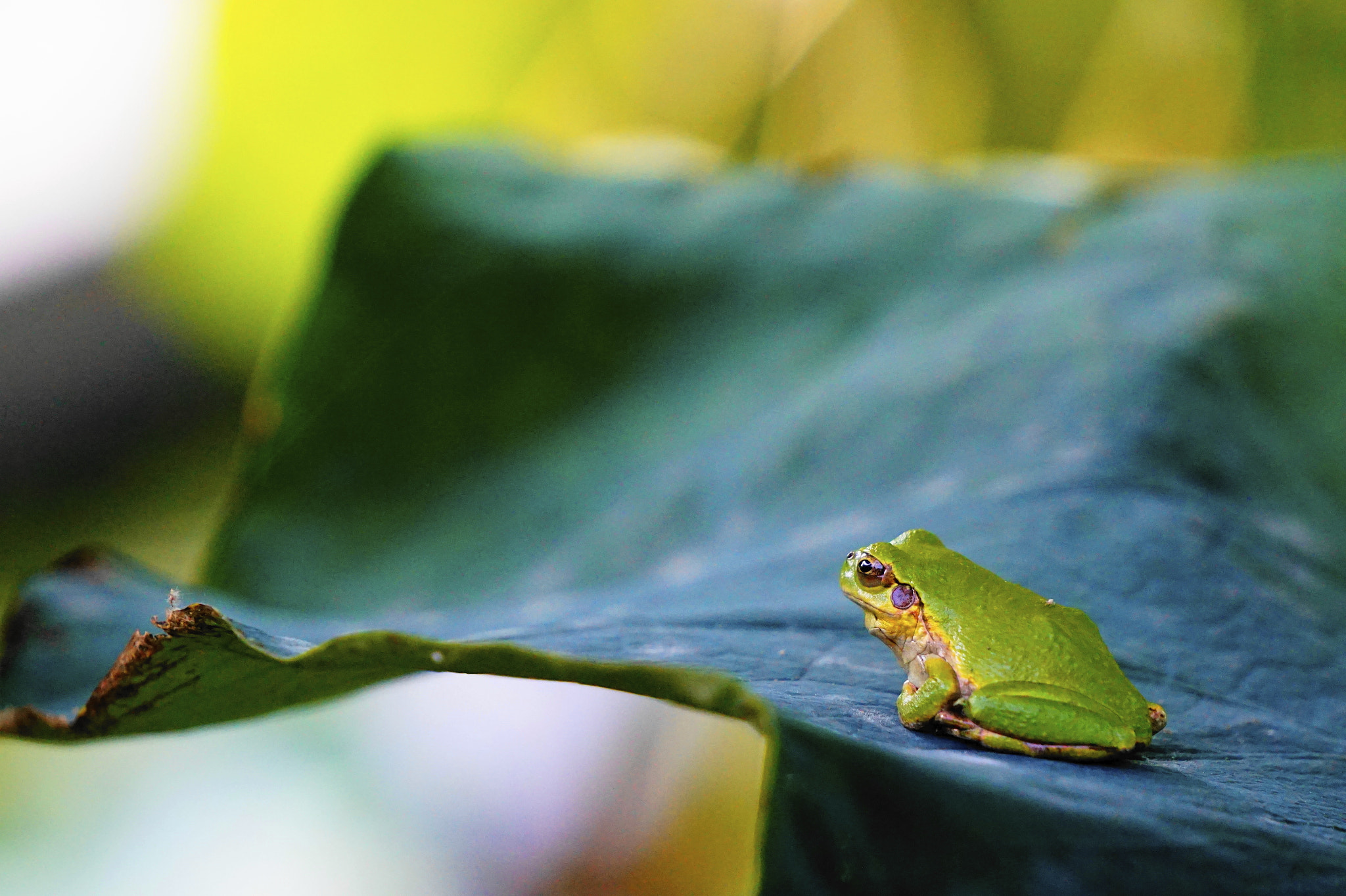 Sony E 55-210mm F4.5-6.3 OSS sample photo. 雨蛙。 photography