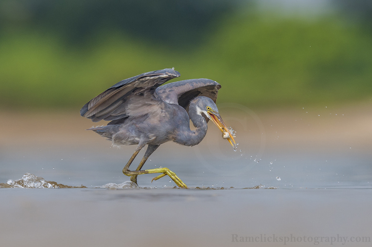 Nikon D800 + Sigma 500mm F4.5 EX DG HSM sample photo. Catch of the day photography