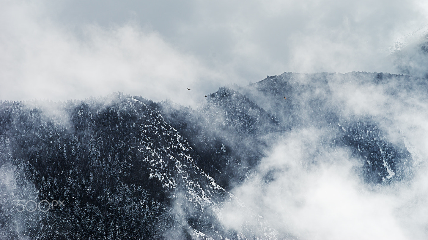 Sony a99 II + Minolta/Sony AF 70-200mm F2.8 G sample photo. Mysterious forest photography