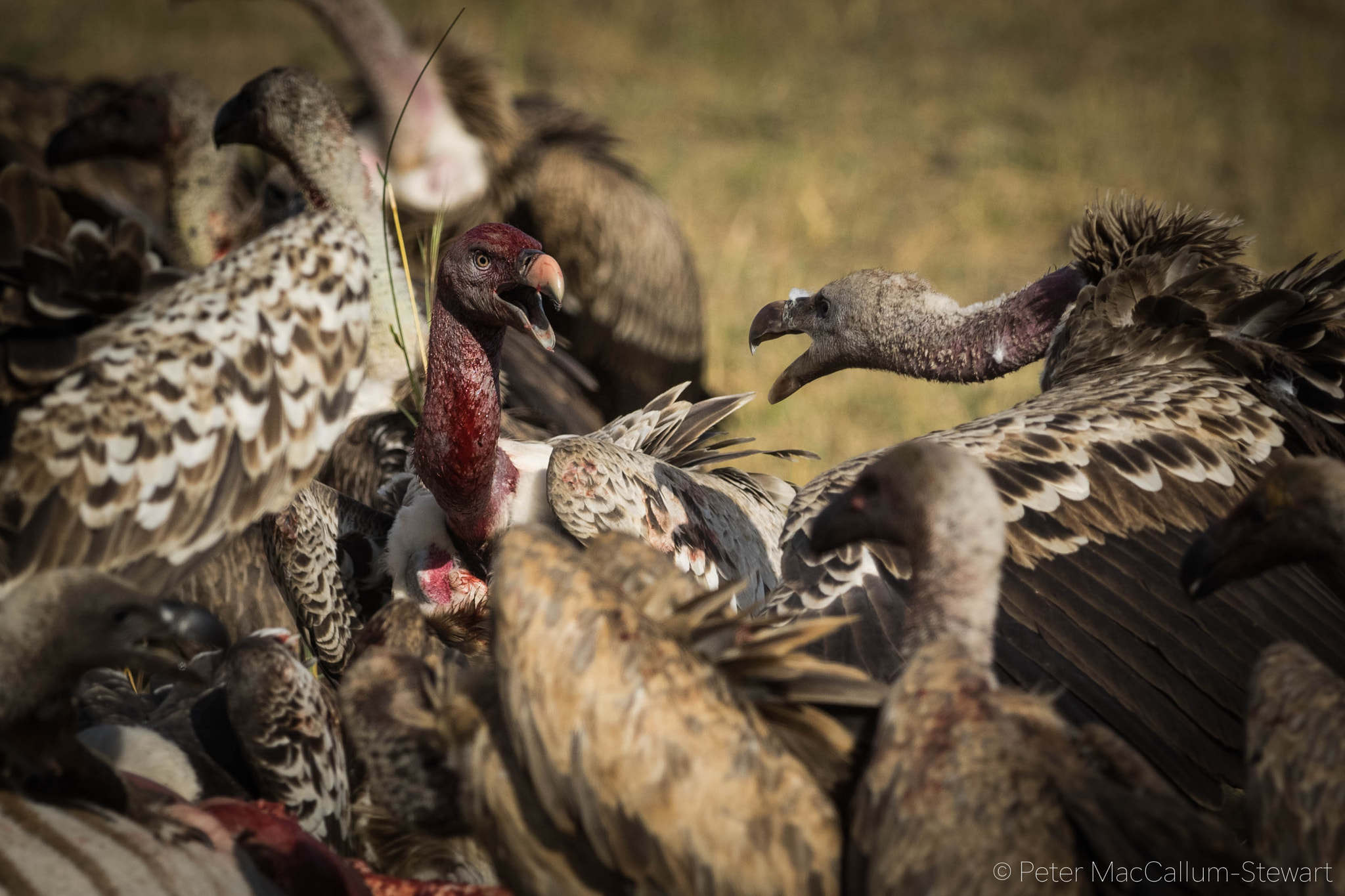 Olympus OM-D E-M1 + OLYMPUS M.300mm F4.0 sample photo. Ruppell's griffon vultures photography