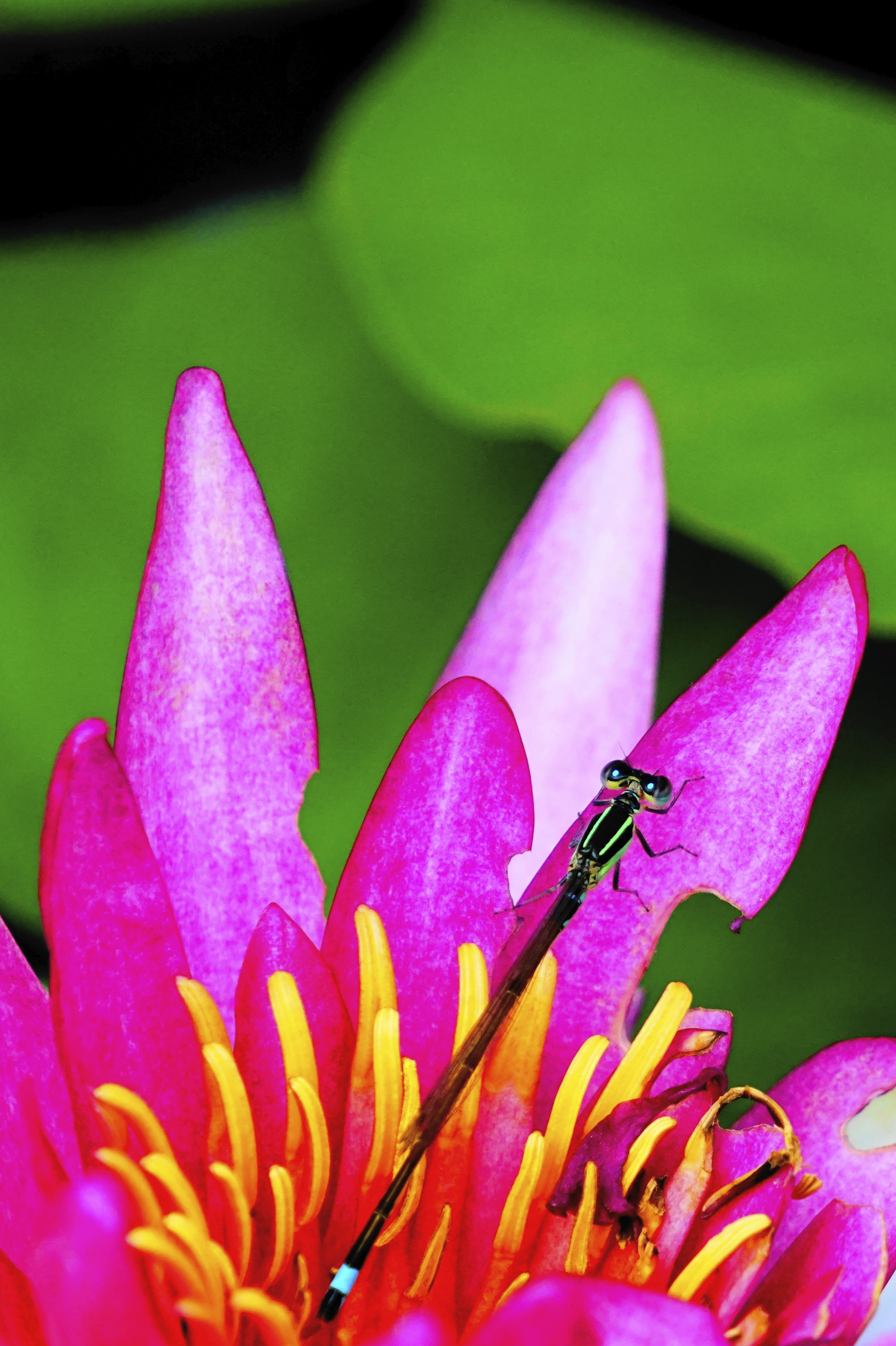 Sony E 55-210mm F4.5-6.3 OSS sample photo. 蜻蛉。 photography
