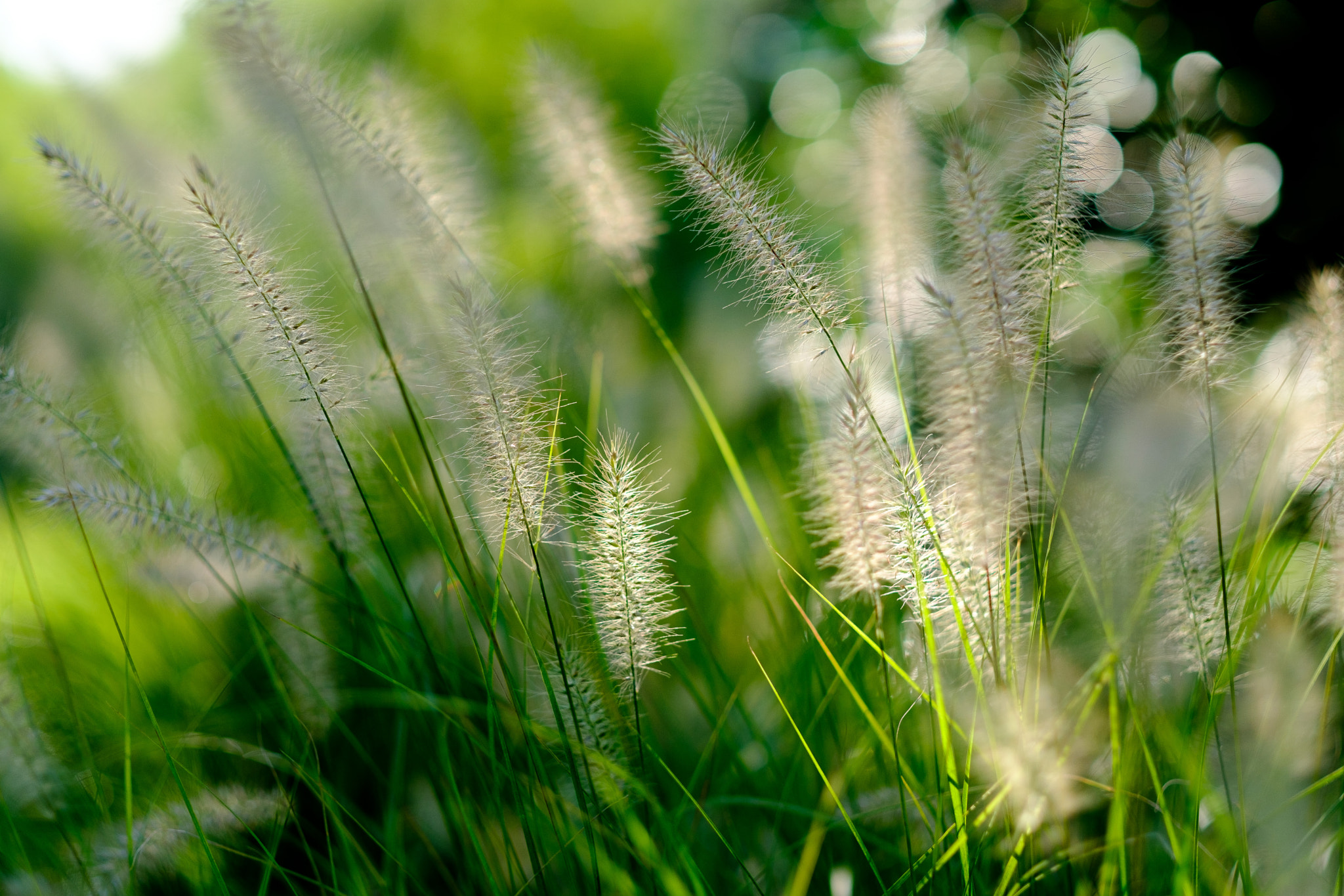 Fujifilm X-Pro2 + Fujifilm XF 56mm F1.2 R APD sample photo. A little light photography