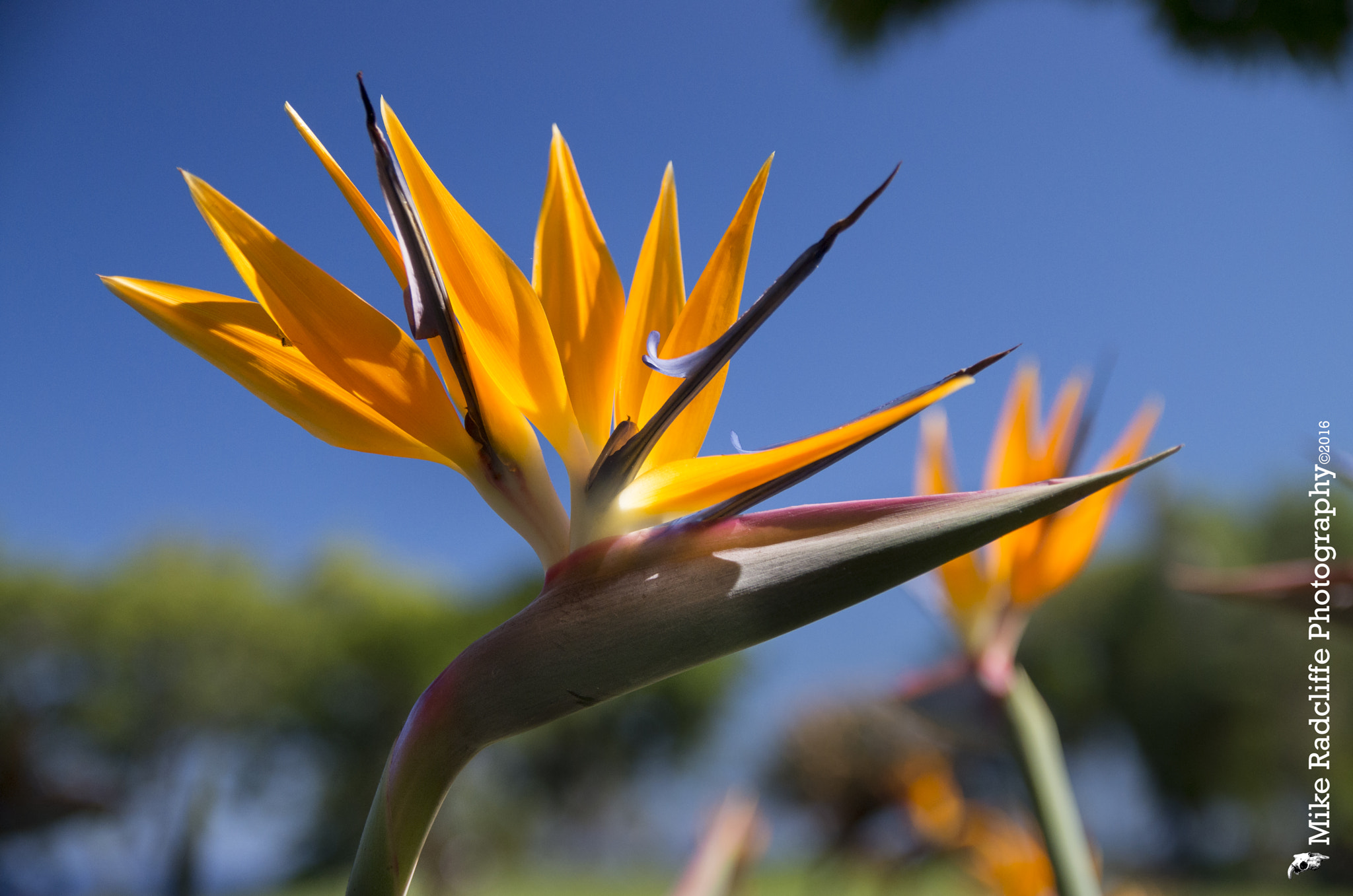 Sigma 17-50mm F2.8 EX DC HSM sample photo. Bird of paradise photography