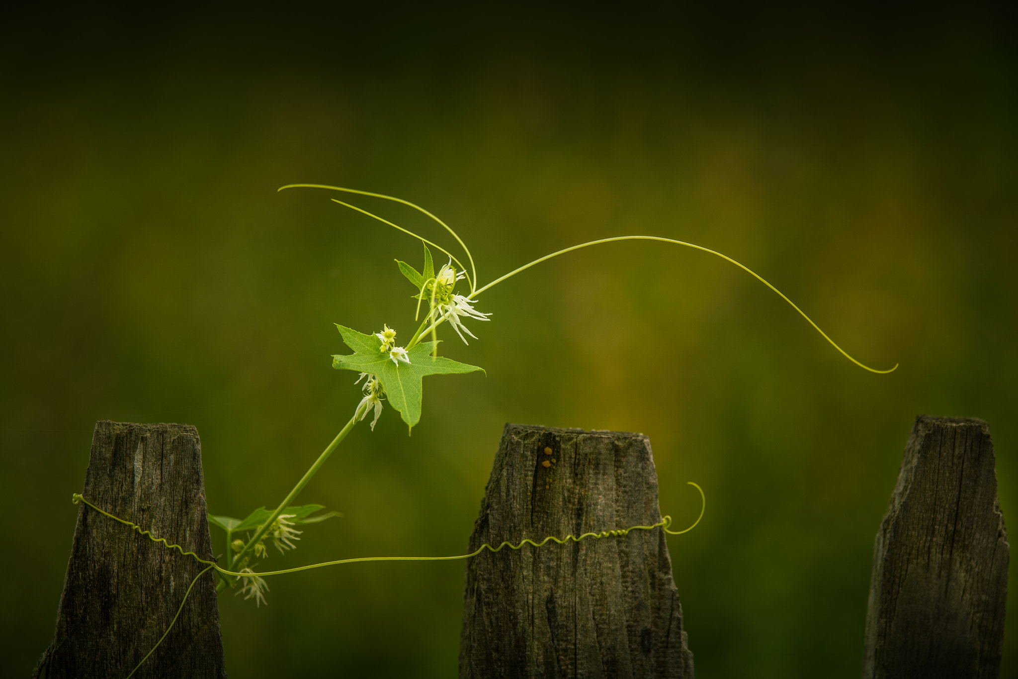 Canon EF 70-200mm F4L IS USM sample photo. Wild cucumber photography