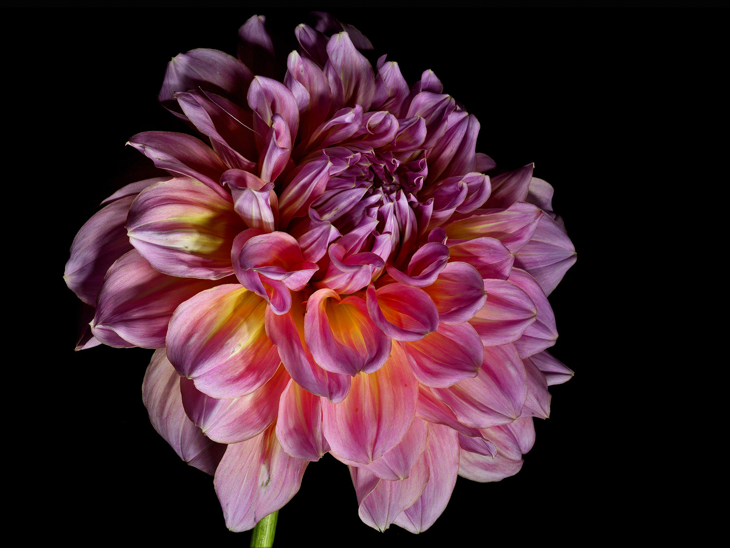 100mm F2.8 SSM sample photo. Kid's climax dahlia photography