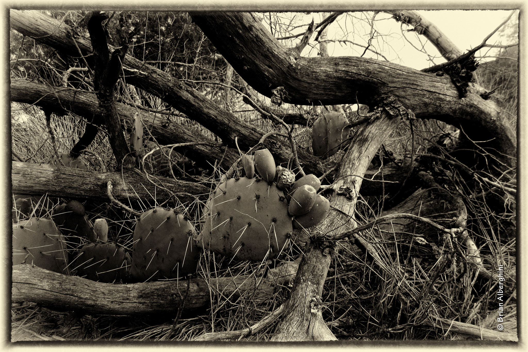 Canon PowerShot ELPH 340 HS (IXUS 265 HS / IXY 630) sample photo. Prickly pear cactus photography