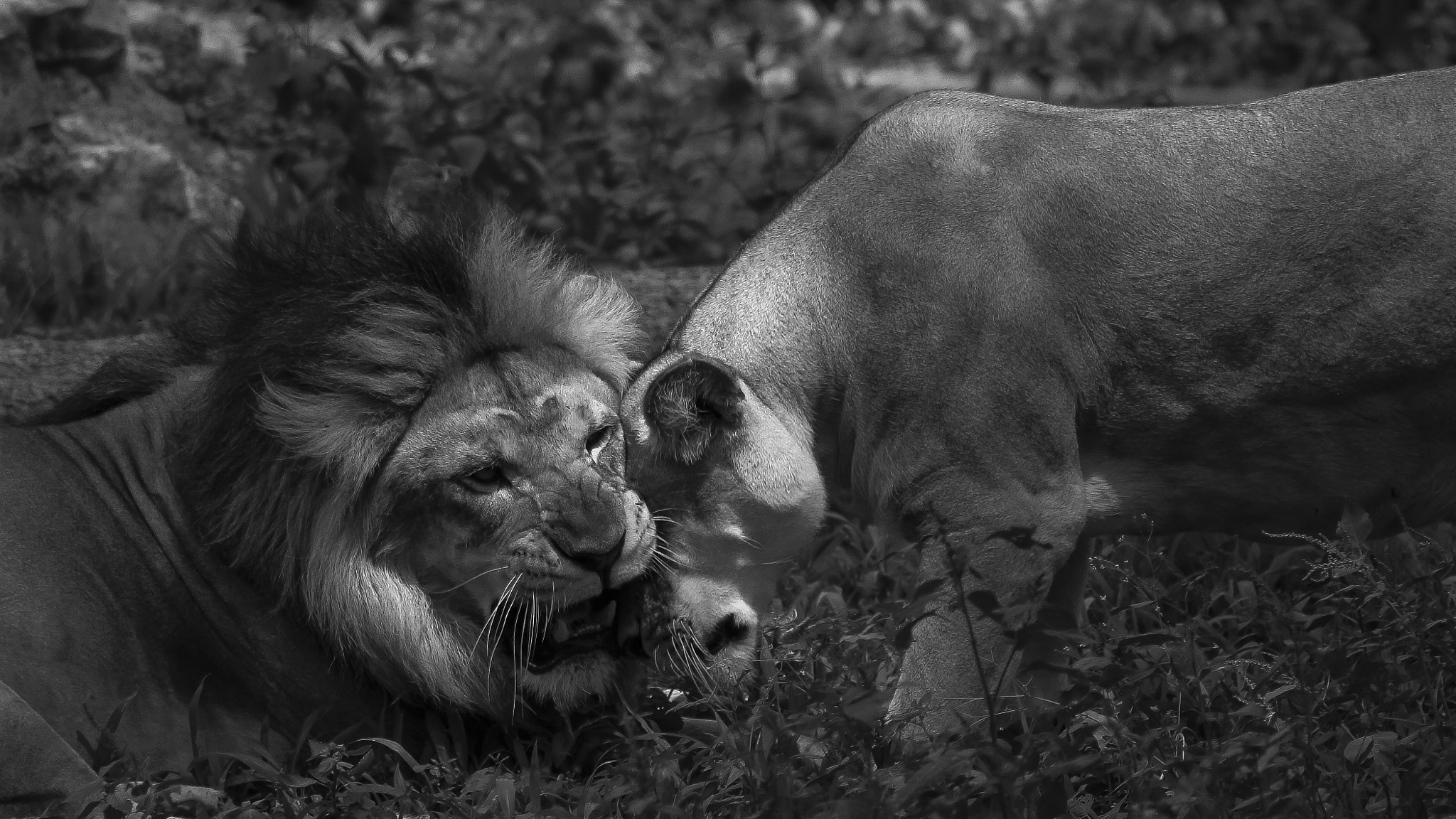 Canon EF 75-300mm f/4-5.6 USM sample photo. A regal affair photography