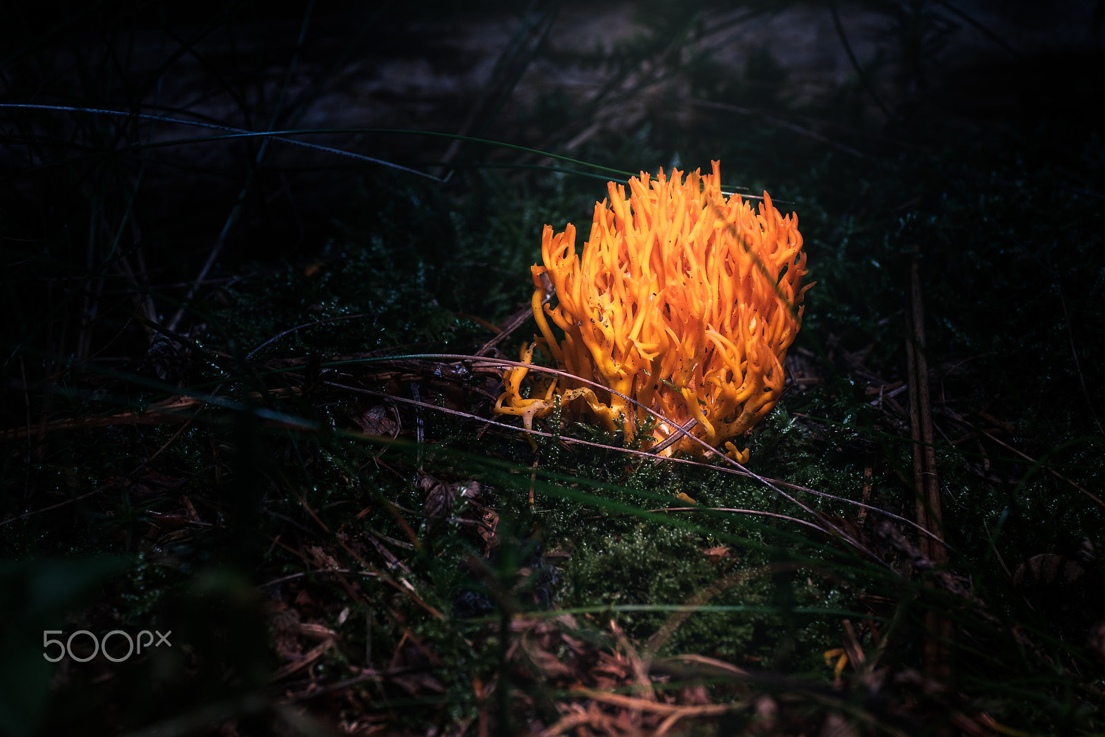 Fujifilm X-Pro2 + ZEISS Touit 50mm F2.8 sample photo. Flames on the ground photography