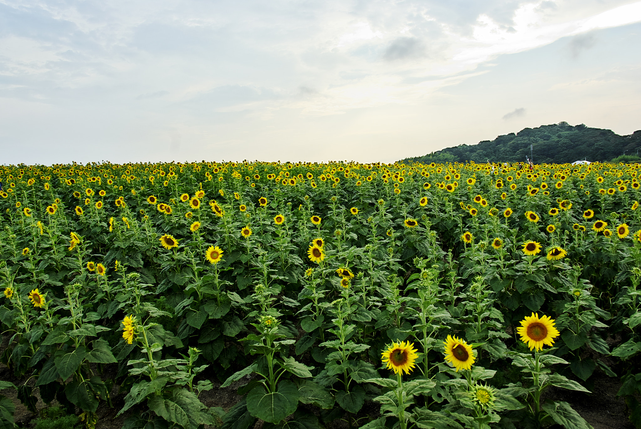 Pentax K10D sample photo. Whole surface photography
