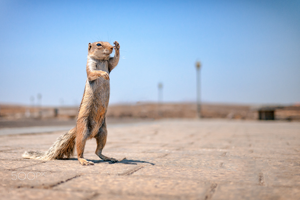 Panasonic Lumix DMC-G7 + Panasonic Lumix G 20mm F1.7 ASPH sample photo. Standing barbary ground squirrel photography